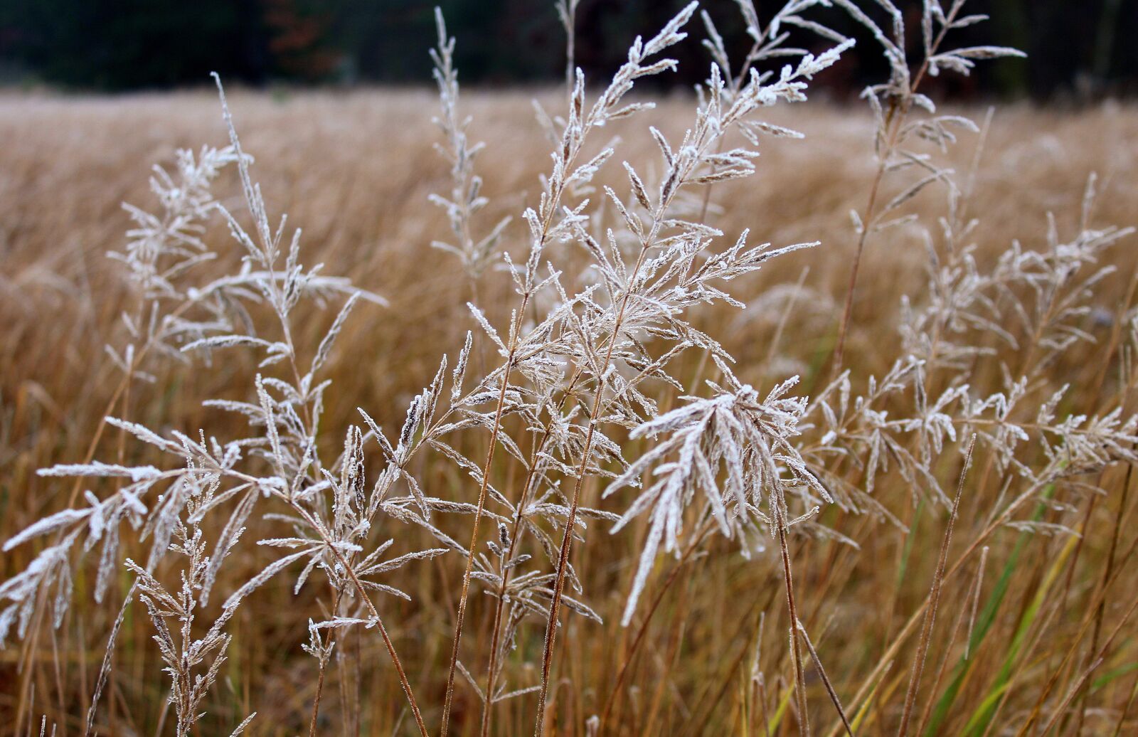 Canon EOS 1200D (EOS Rebel T5 / EOS Kiss X70 / EOS Hi) sample photo. Grass, frost, winter photography