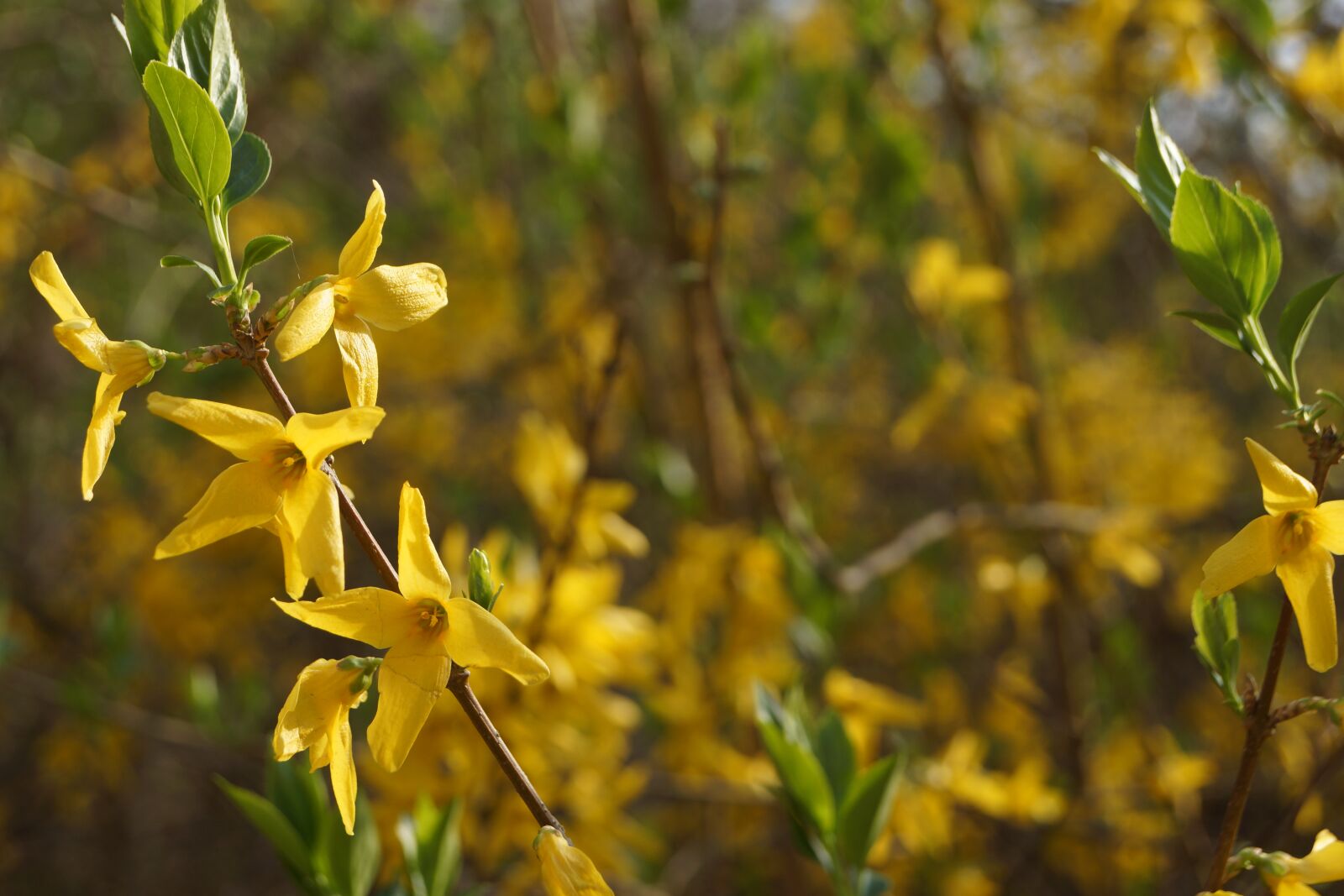 Sony SLT-A65 (SLT-A65V) + Sony DT 18-55mm F3.5-5.6 SAM sample photo. Forsythia, flowers, spring photography