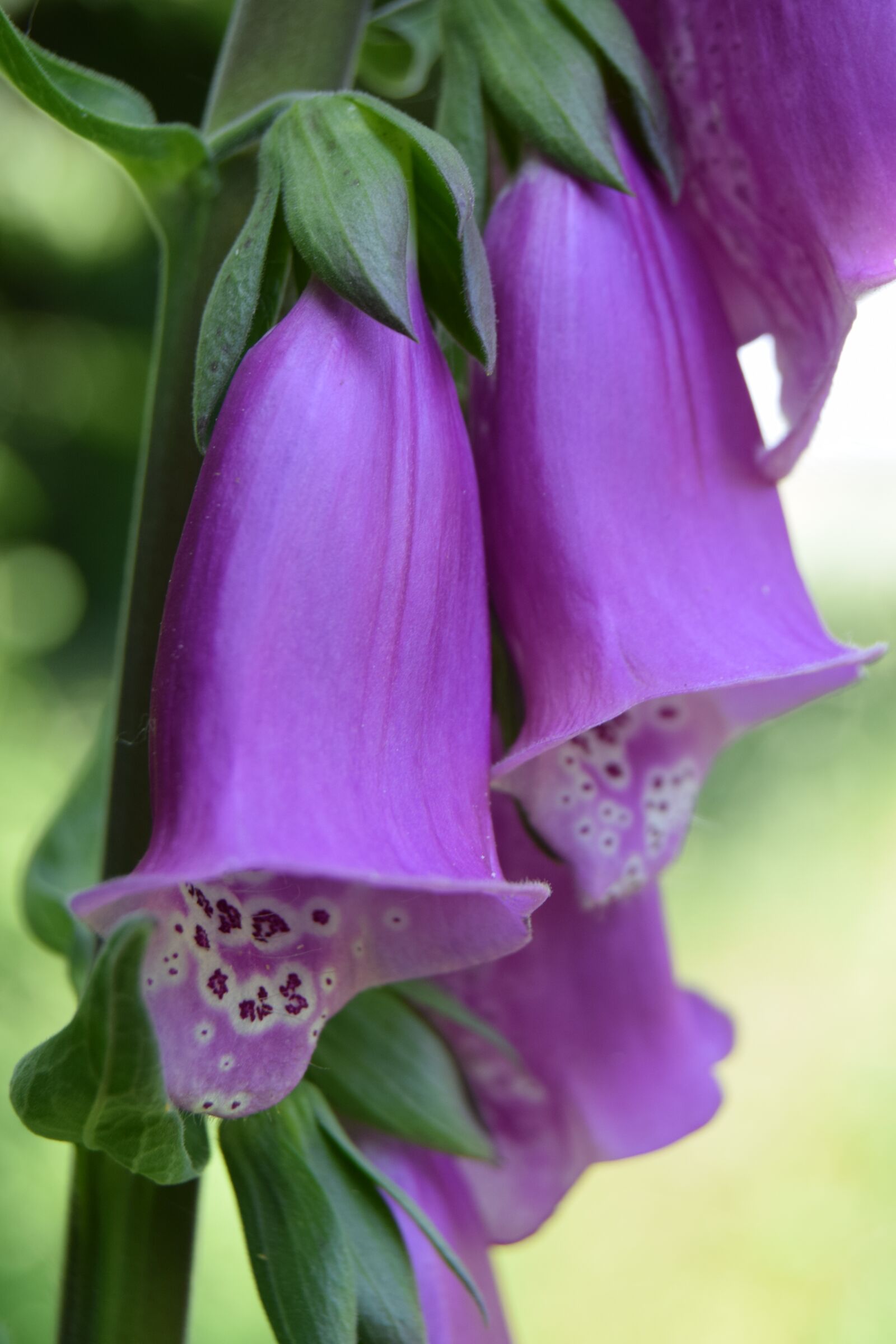 Nikon D3300 sample photo. Flower, digital, pink photography