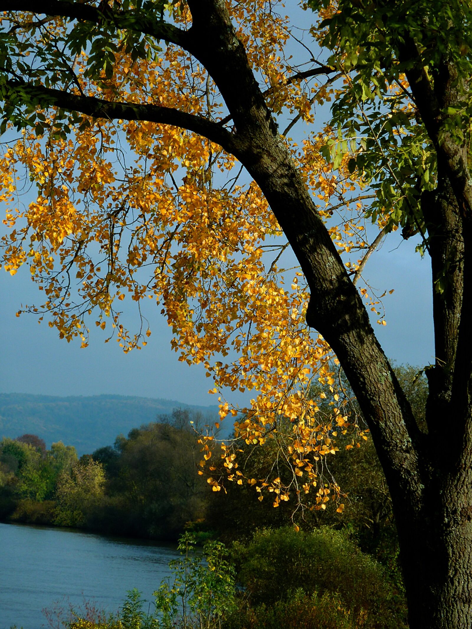Panasonic DMC-TZ7 sample photo. Autumn, autumn tree, autumn photography