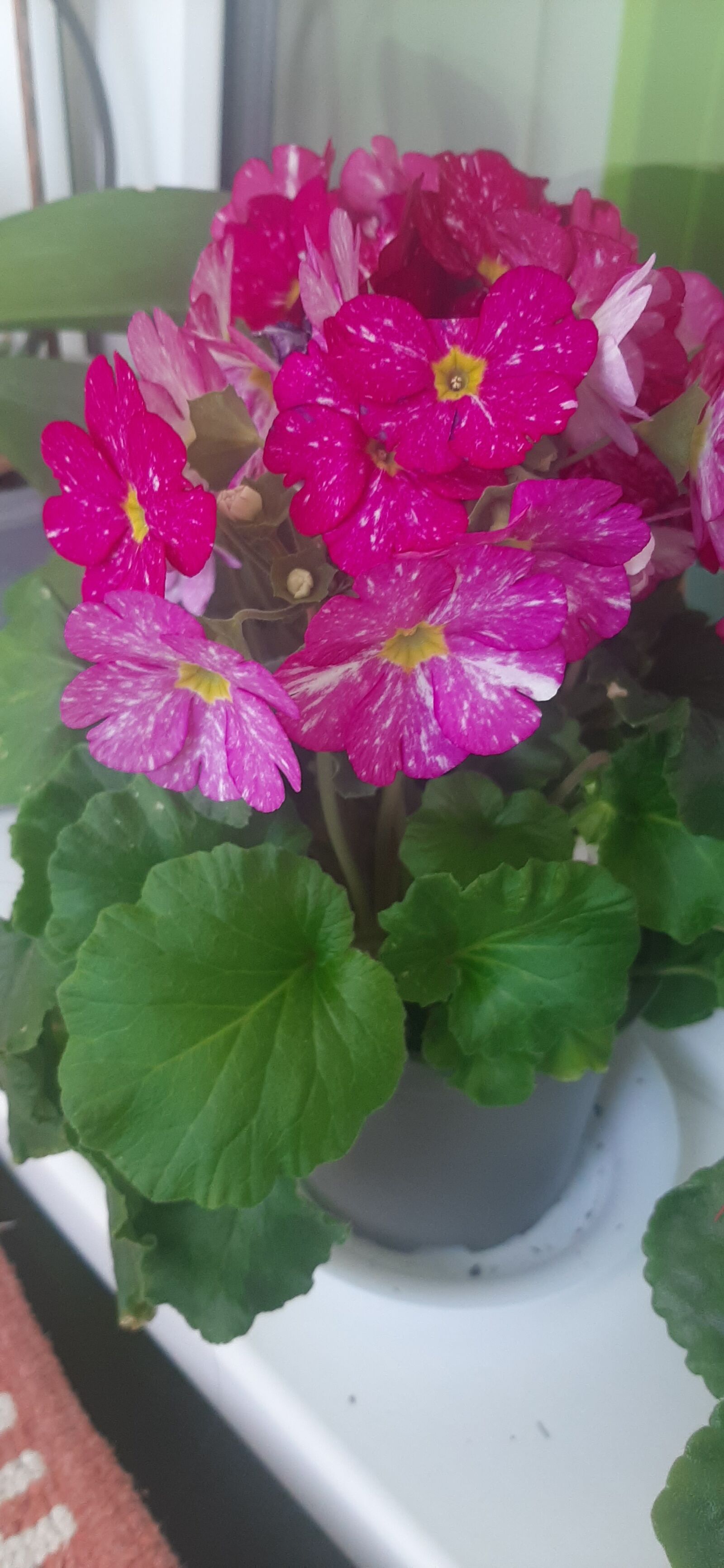 Samsung Galaxy A50 sample photo. Flowers, spring, pink photography