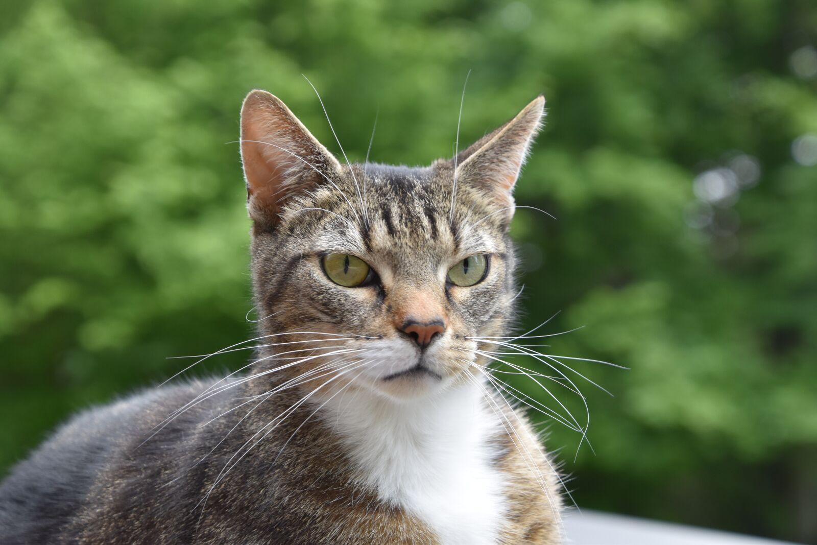Nikon D5600 sample photo. Cat, european, european cat photography