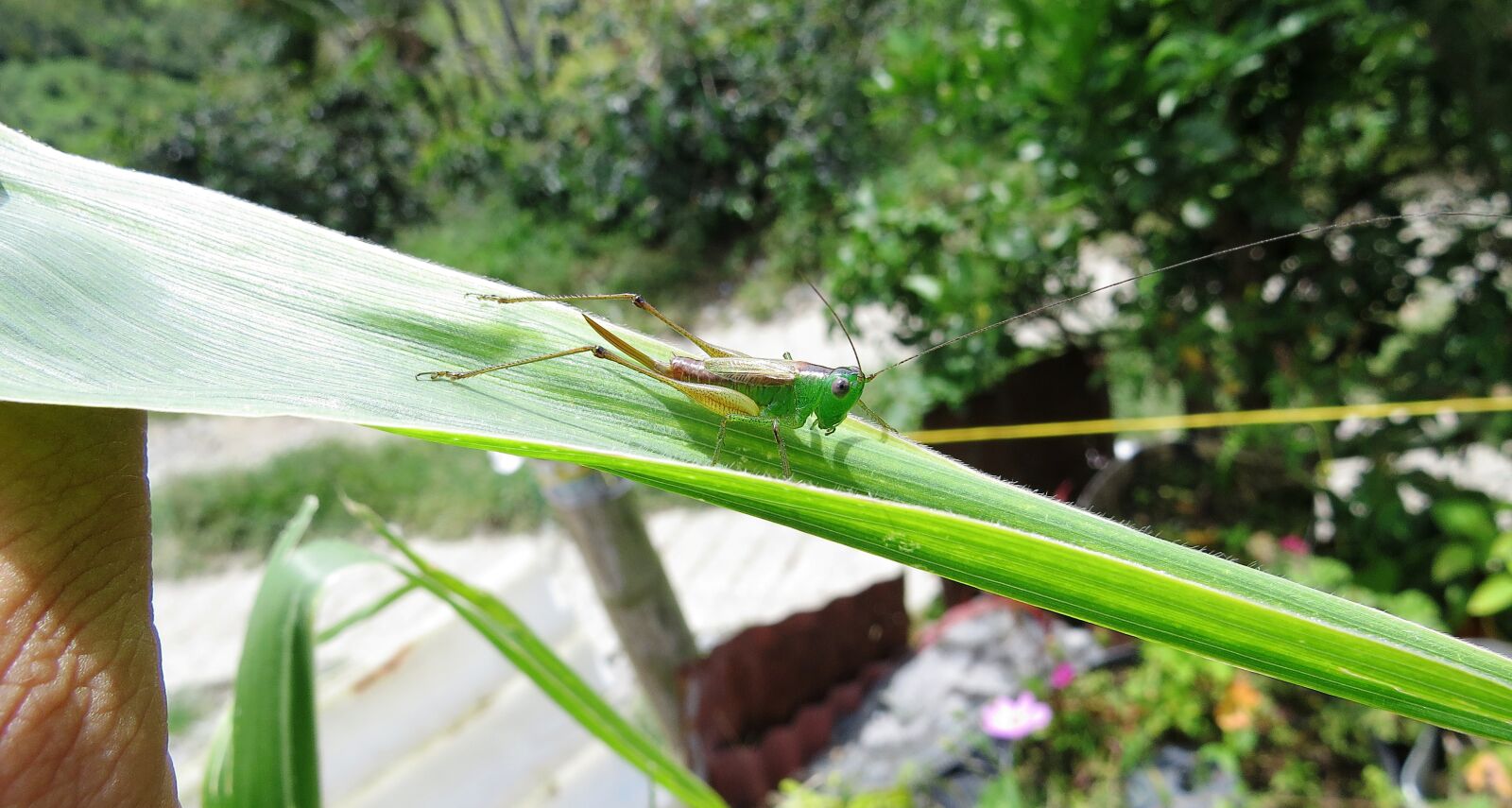 Canon PowerShot SX50 HS sample photo. Cricket, grasshopper, macro photography