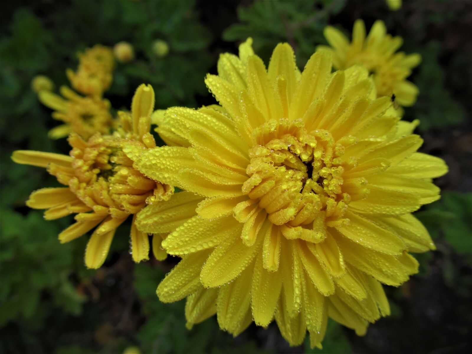 Canon PowerShot SX620 HS sample photo. Yellow, autumn, flower photography