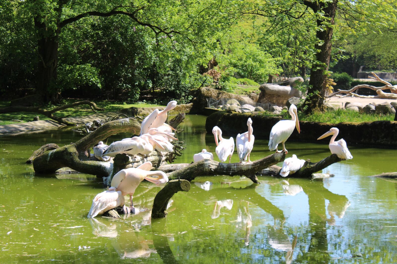 Canon EOS 1200D (EOS Rebel T5 / EOS Kiss X70 / EOS Hi) sample photo. Pelikan, zoo, hamburg photography