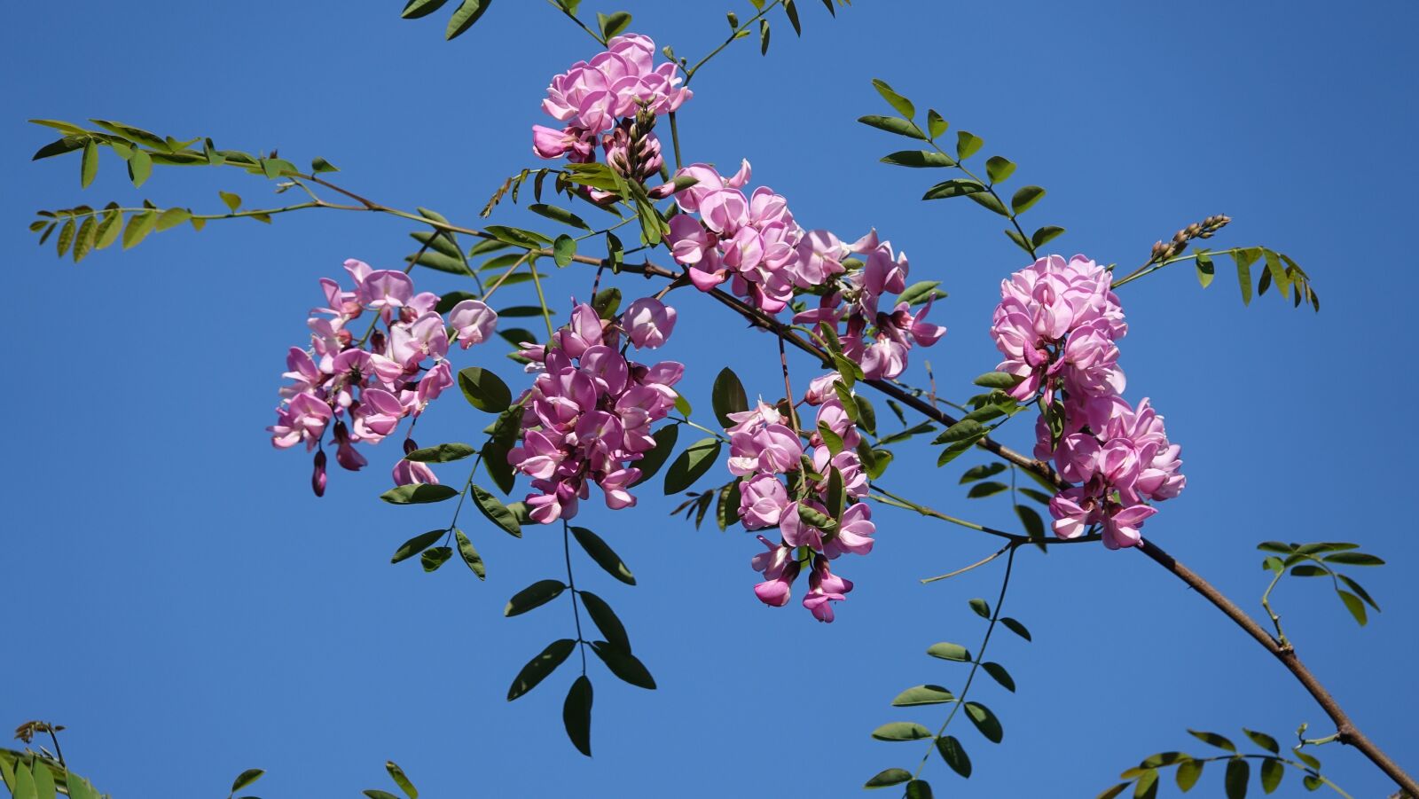 Sony Cyber-shot DSC-RX10 III sample photo. Acacia rose, field photography