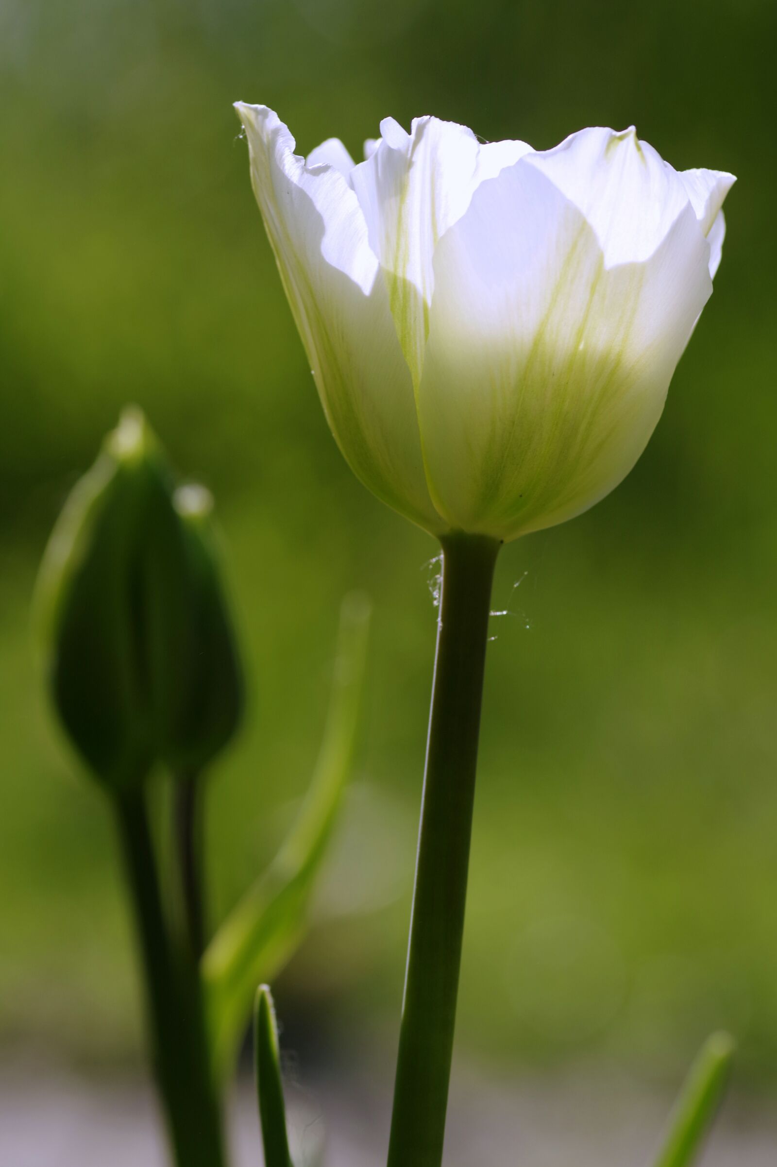 Pentax K-S2 sample photo. Tulips, green, flowerbed photography