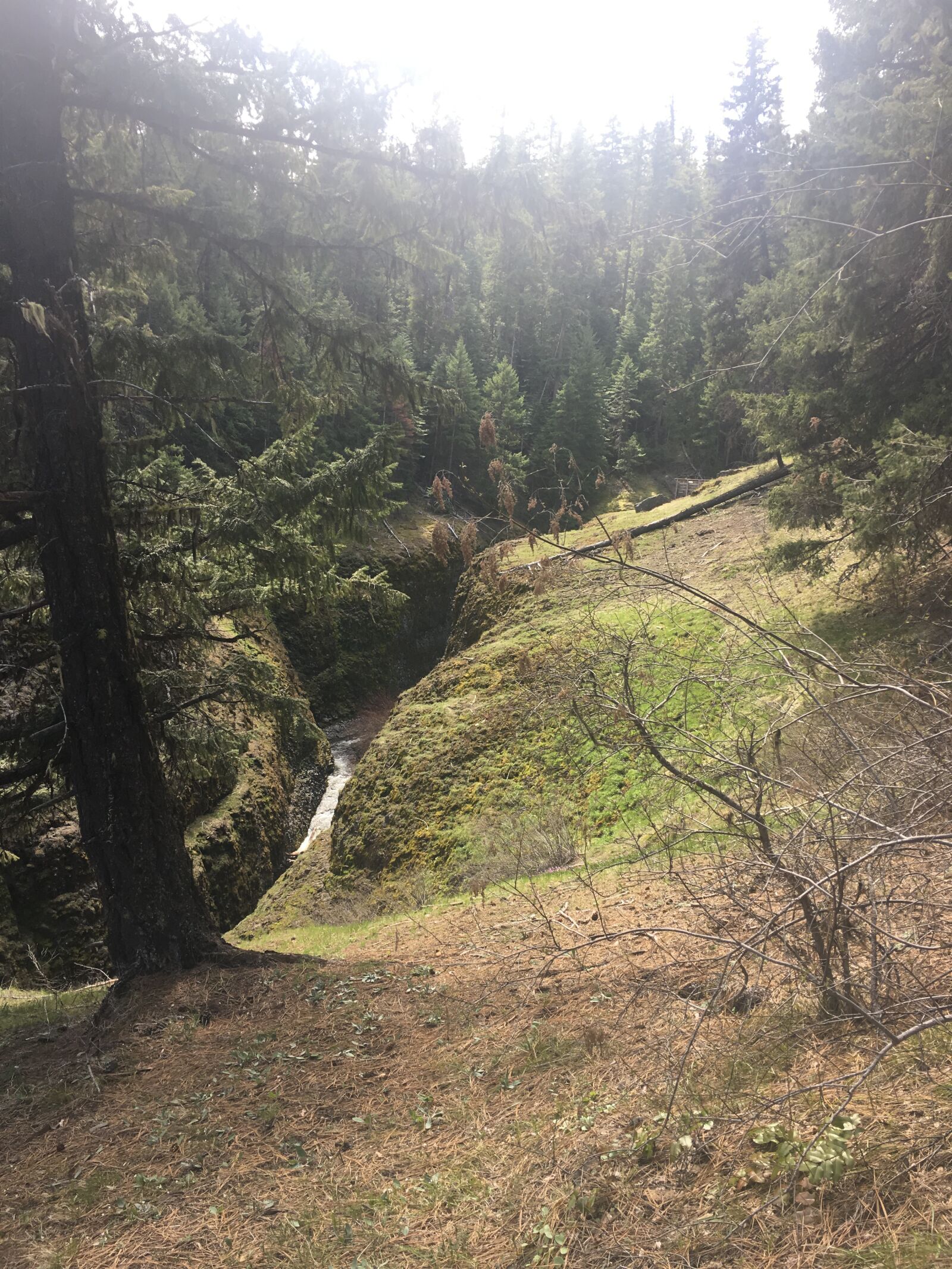 iPhone 6s back camera 4.15mm f/2.2 sample photo. Washington, wa, hike photography