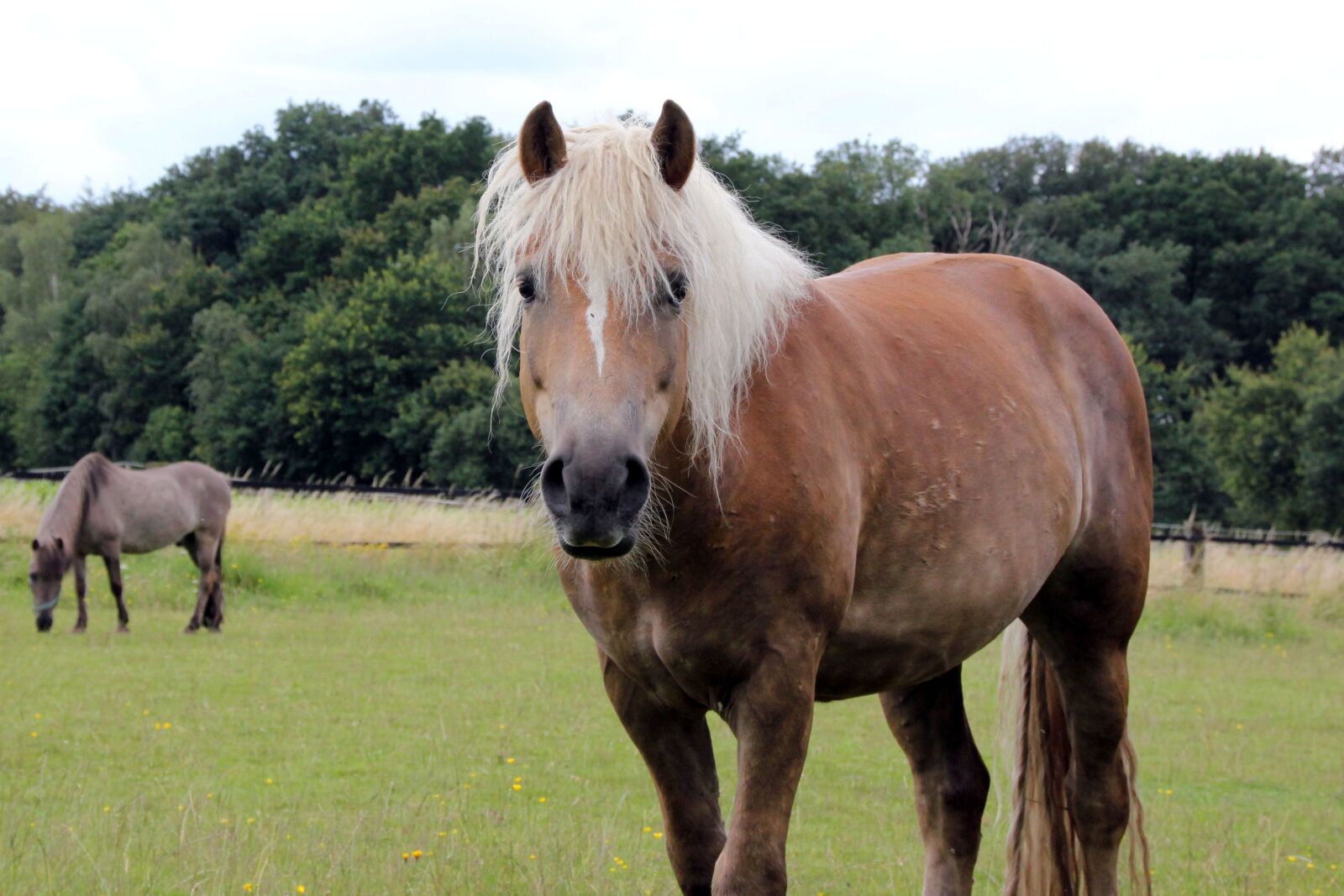 Canon EOS 550D (EOS Rebel T2i / EOS Kiss X4) sample photo. Haflinger, pasture, attention photography