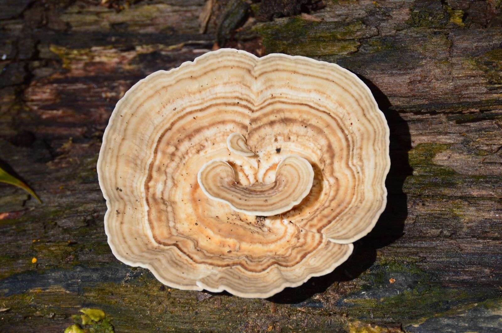 Nikon D3200 sample photo. Mushrooms, fungi, forest photography
