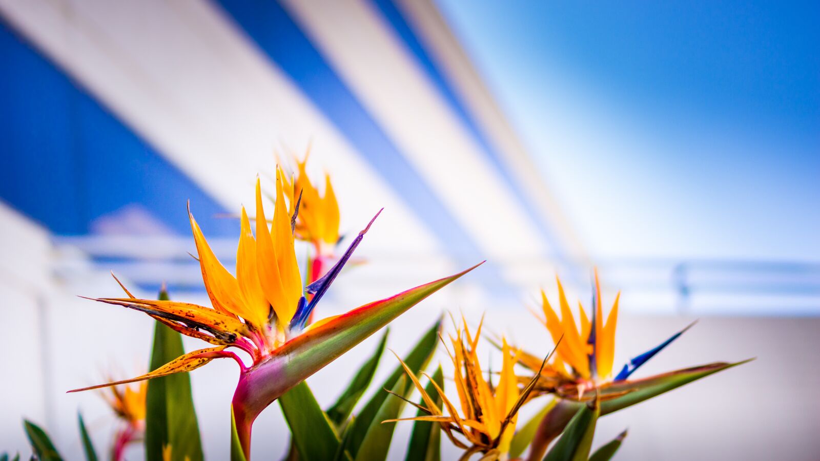 Sony DT 35mm F1.8 SAM sample photo. Bird of paradise, architectural photography