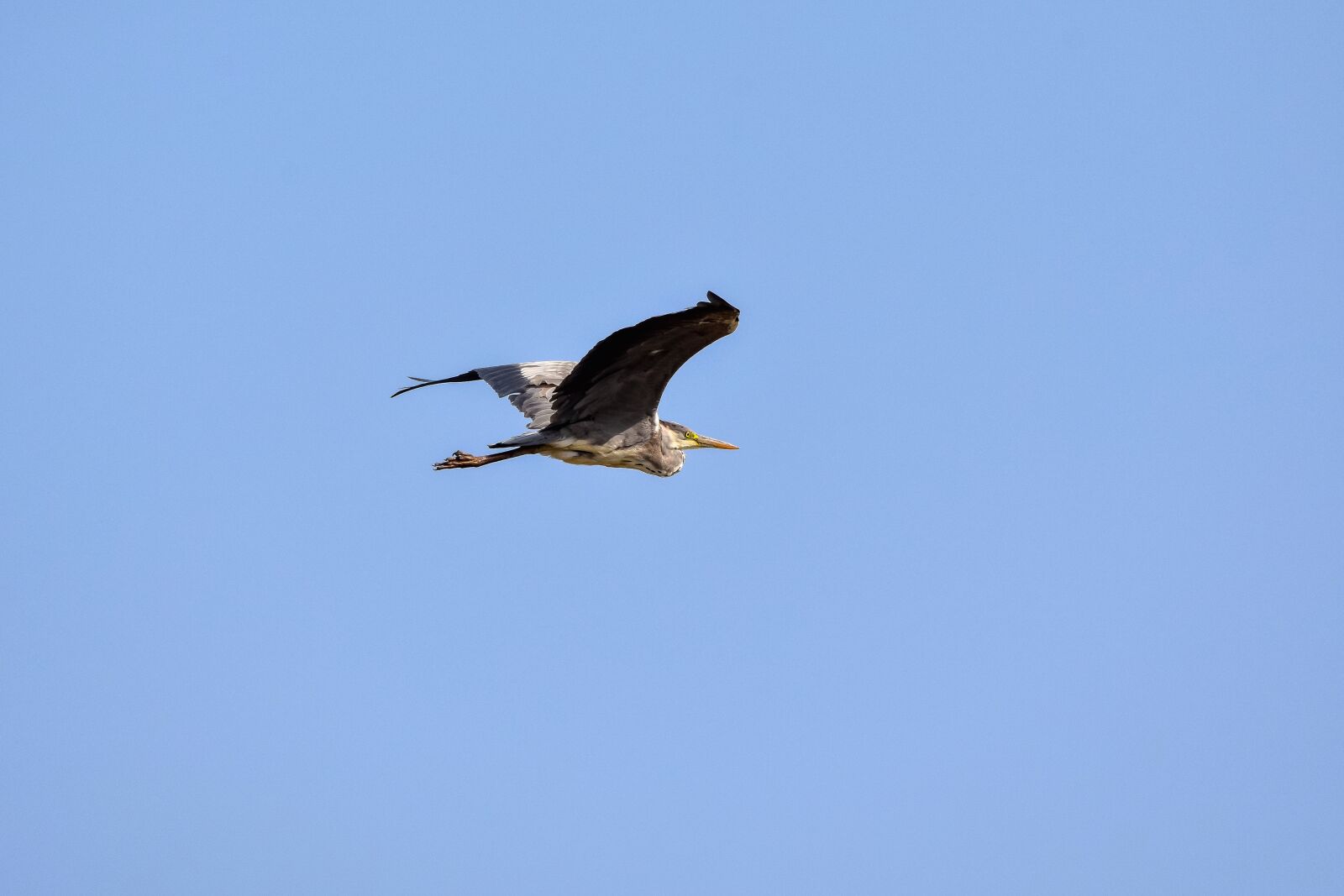 Nikon D7200 sample photo. Animal, sky, bird photography