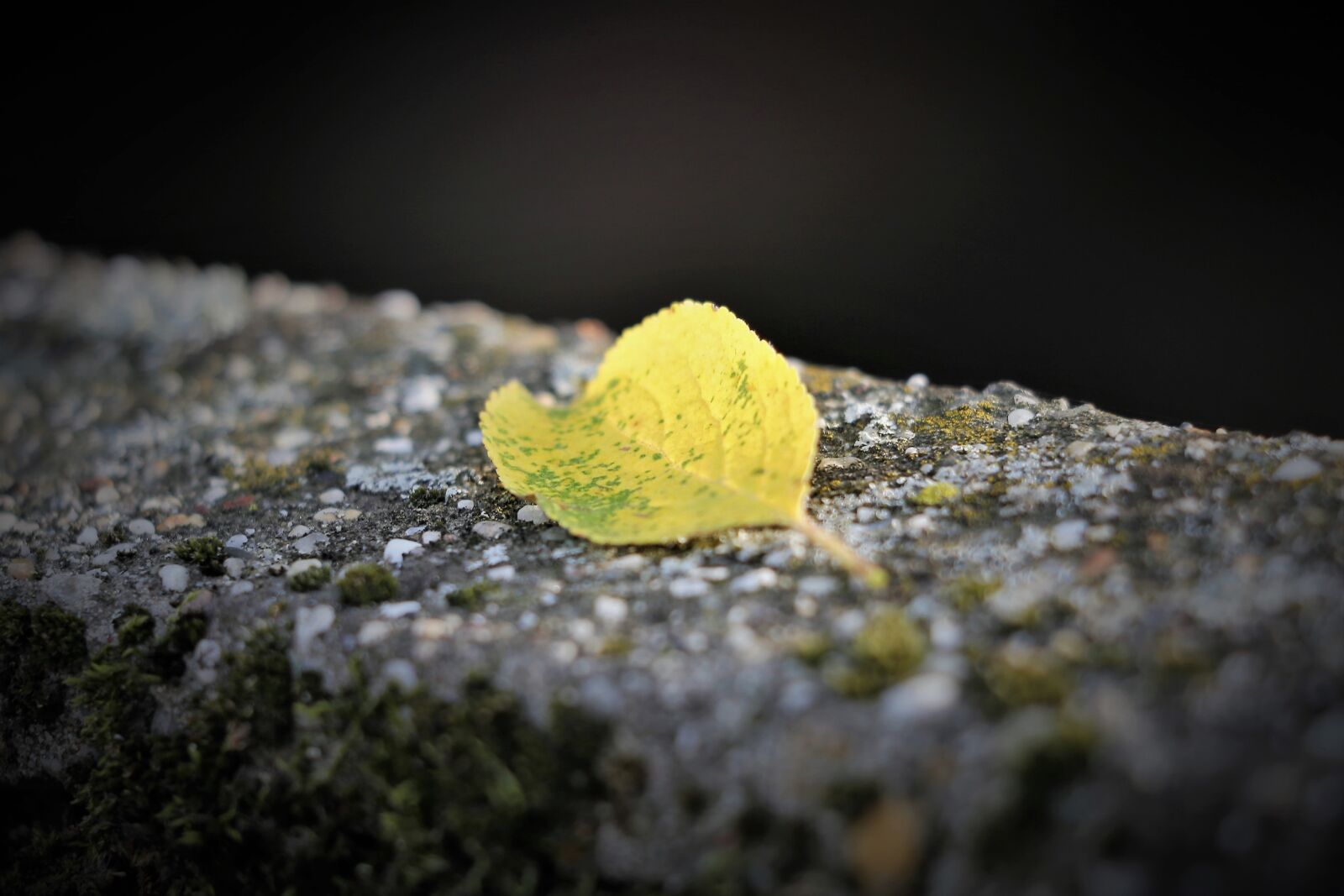 Canon EOS 6D + Canon EF 70-300 F4-5.6 IS II USM sample photo. Yellow leaf, wall, autumn photography