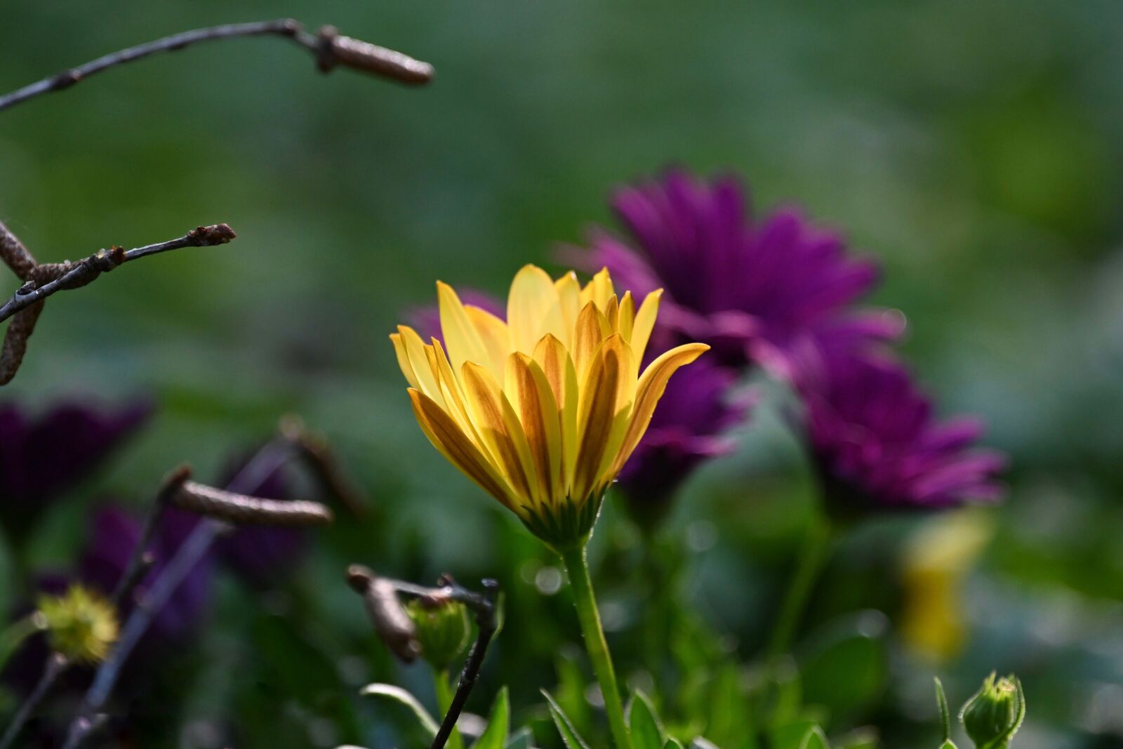 Nikon Z6 sample photo. Daisies, flowers, flower garden photography