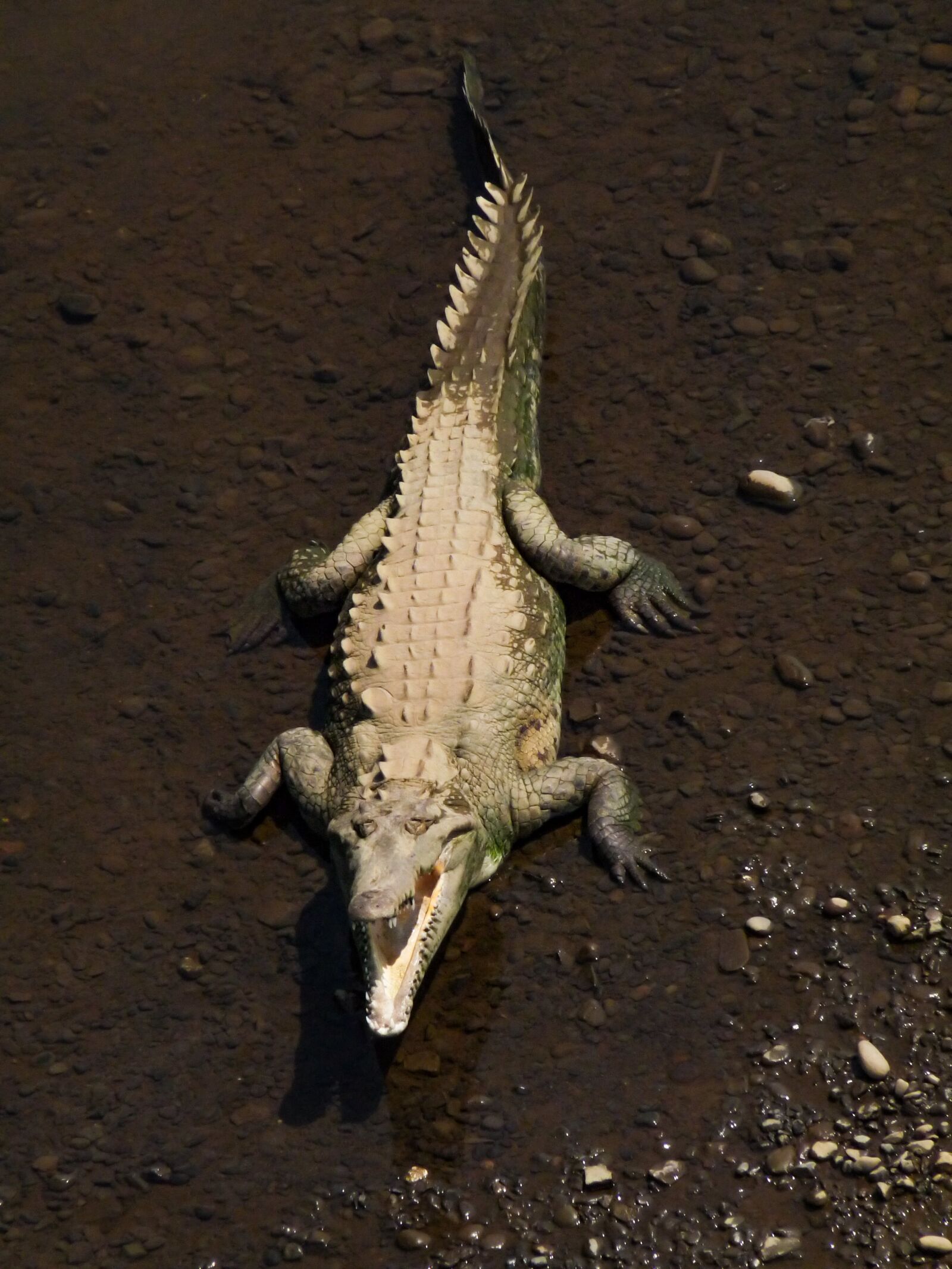 Panasonic Lumix DMC-FZ28 sample photo. Crocodile, water, reptile photography
