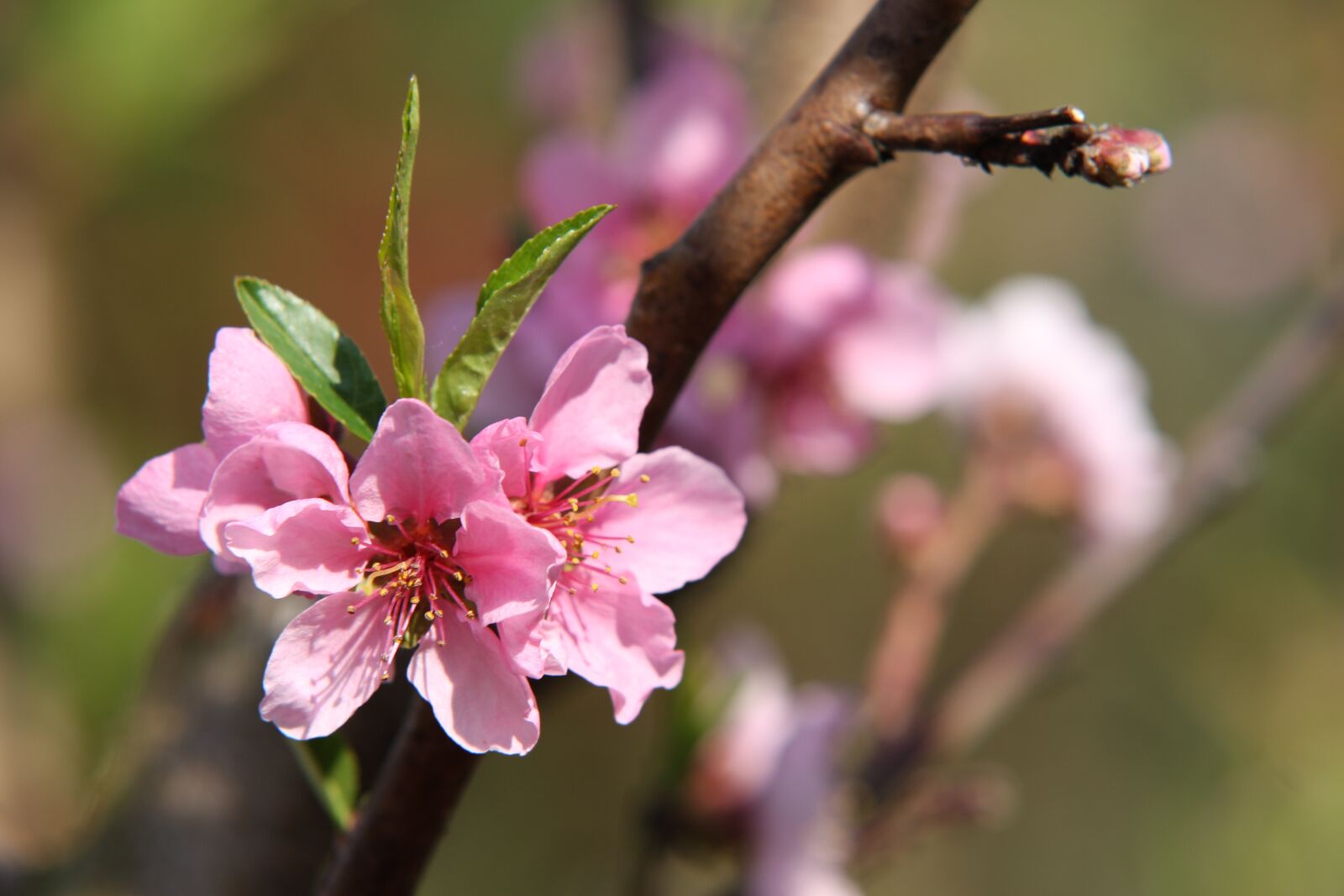 Canon EOS 40D sample photo. Flower, plant, landscape photography