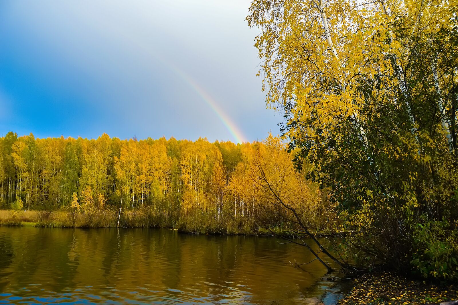 Nikon D3200 sample photo. Autumn, forest, yellow forest photography