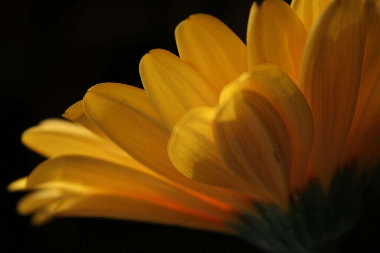 Canon EOS 350D (EOS Digital Rebel XT / EOS Kiss Digital N) sample photo. Flower, gerbera, yellow photography