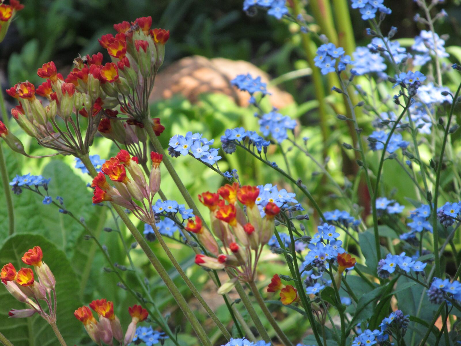 Canon PowerShot SX150 IS sample photo. Spring, primrose, flower meadow photography