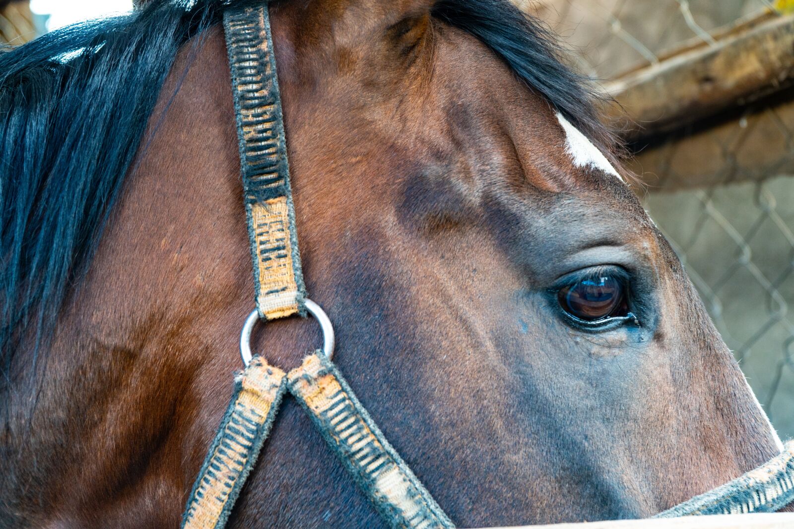 Sony a6300 + Sony E PZ 18-105mm F4 G OSS sample photo. Horses, horse, farm photography