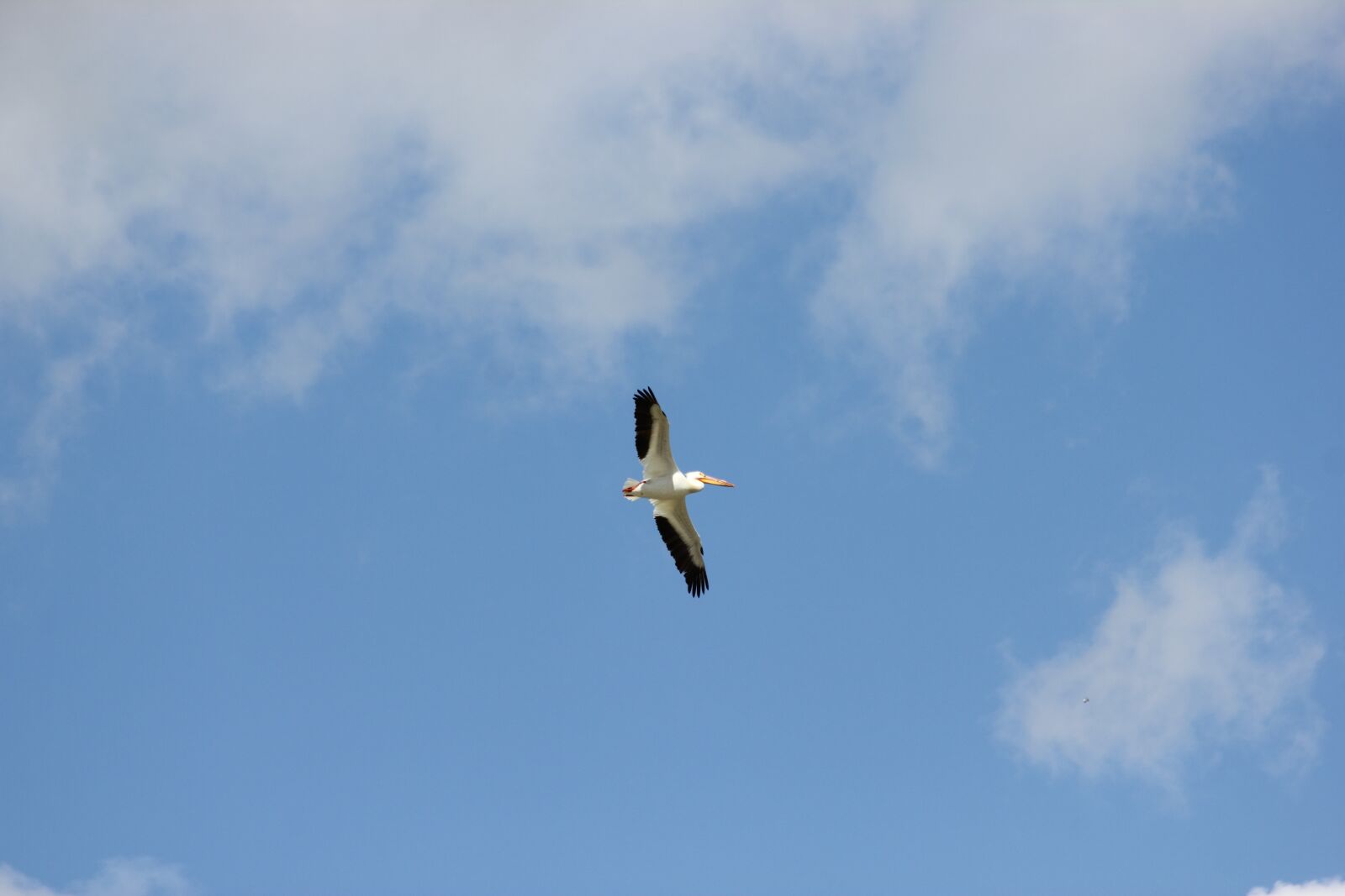 Canon EOS 550D (EOS Rebel T2i / EOS Kiss X4) sample photo. Pelican, pelican in flight photography