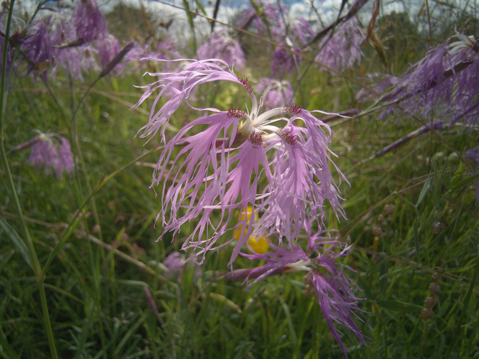 HUAWEI LYA-L29 sample photo. Clove, dianthus, plant photography