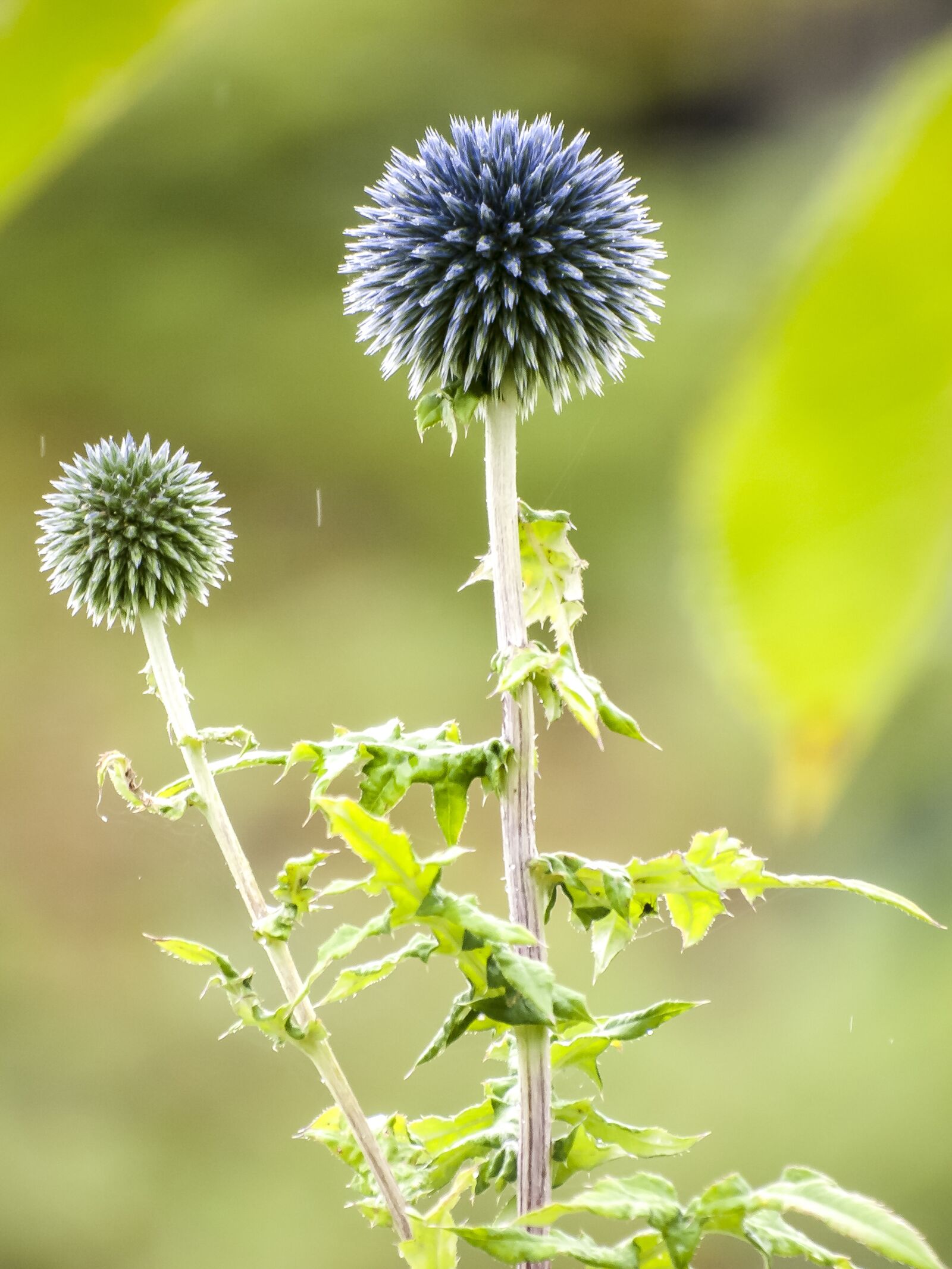Olympus E-3 sample photo. Thistle, flower, plant photography