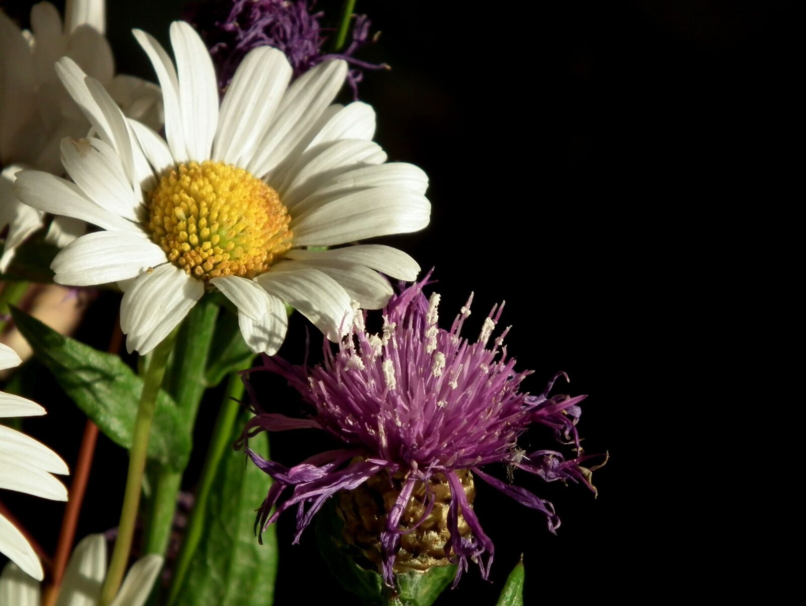 FujiFilm FinePix HS10 (FinePix HS11) sample photo. Marguerite, white, bloom photography