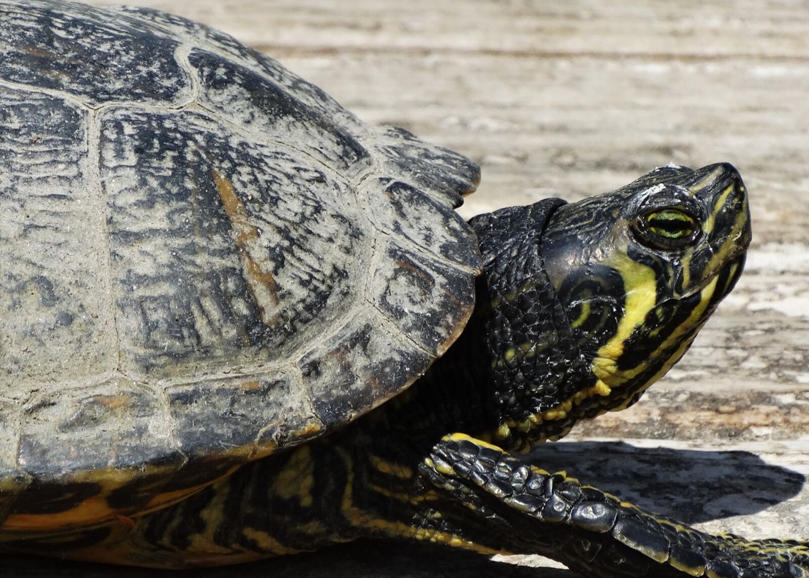 Sony Cyber-shot DSC-HX300 sample photo. Turtle, amphibian, expensive photography