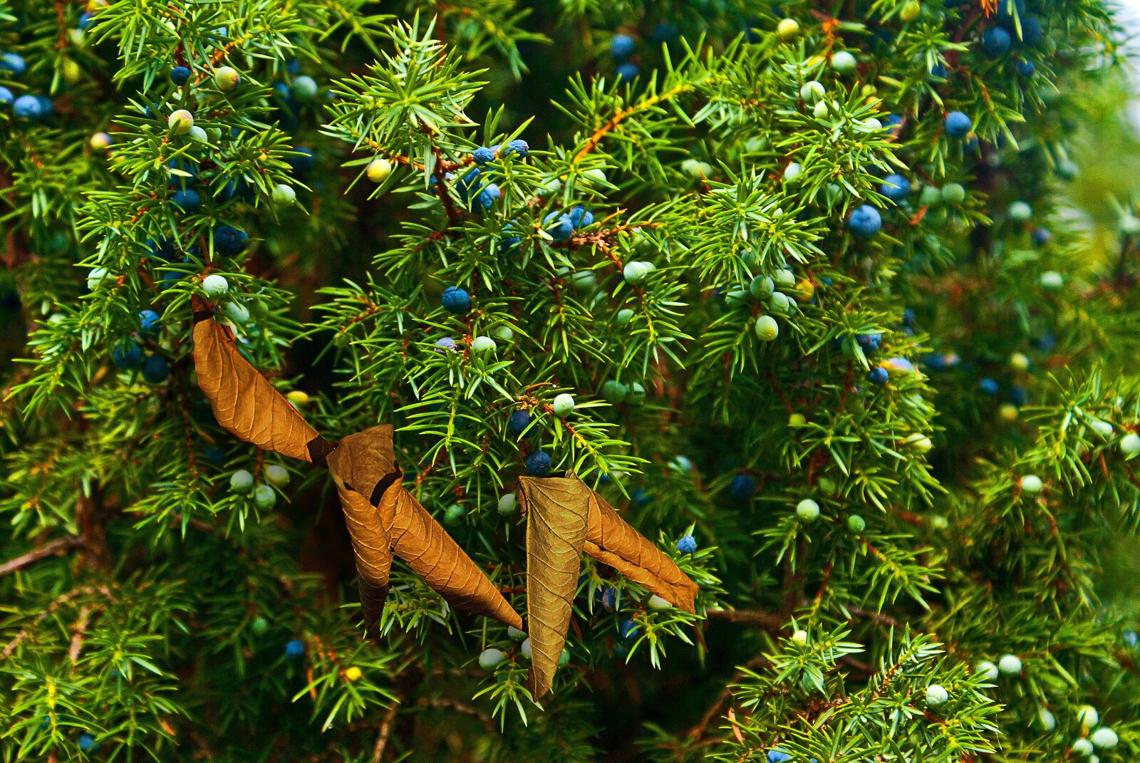 Sony Alpha DSLR-A100 sample photo. Juniper, juniper fruit, fruiting photography