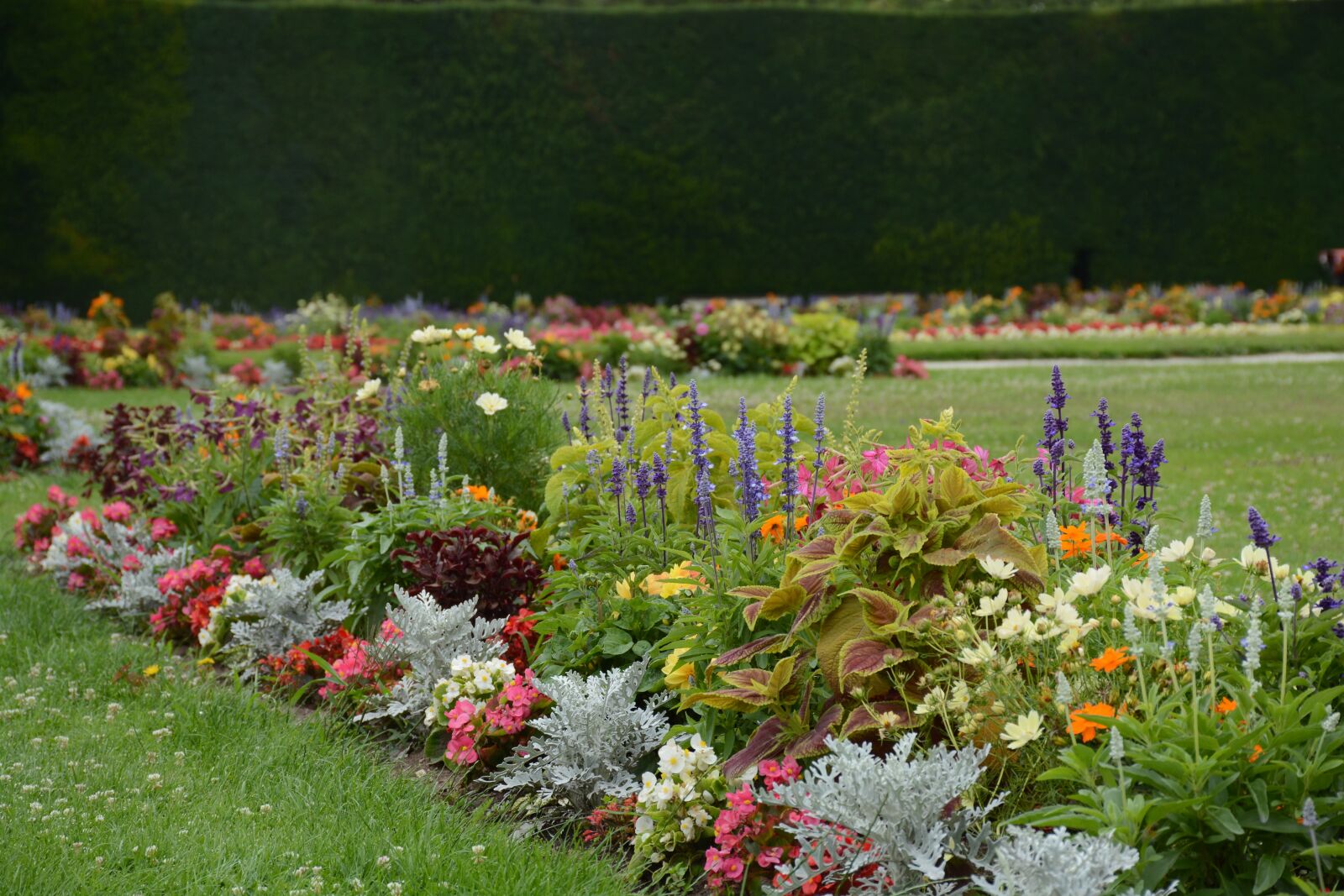 Nikon D7100 sample photo. Garden, flowers, flower photography