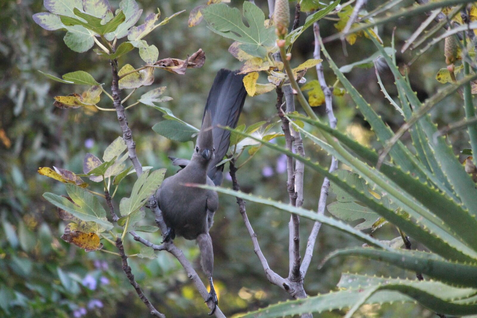 Canon EOS 1100D (EOS Rebel T3 / EOS Kiss X50) sample photo. Animal, bird, grey lourie photography