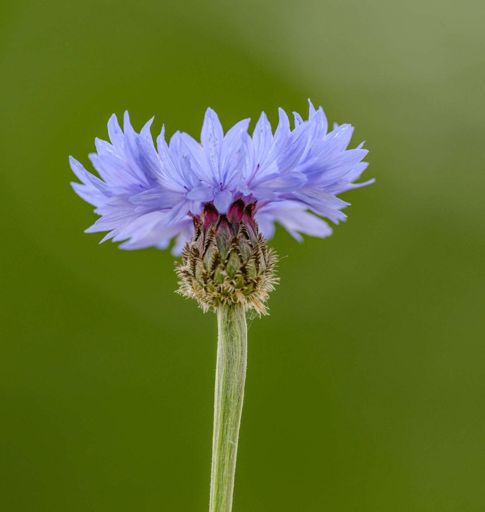 Nikon D800E sample photo. Cornflower, blue, flower photography