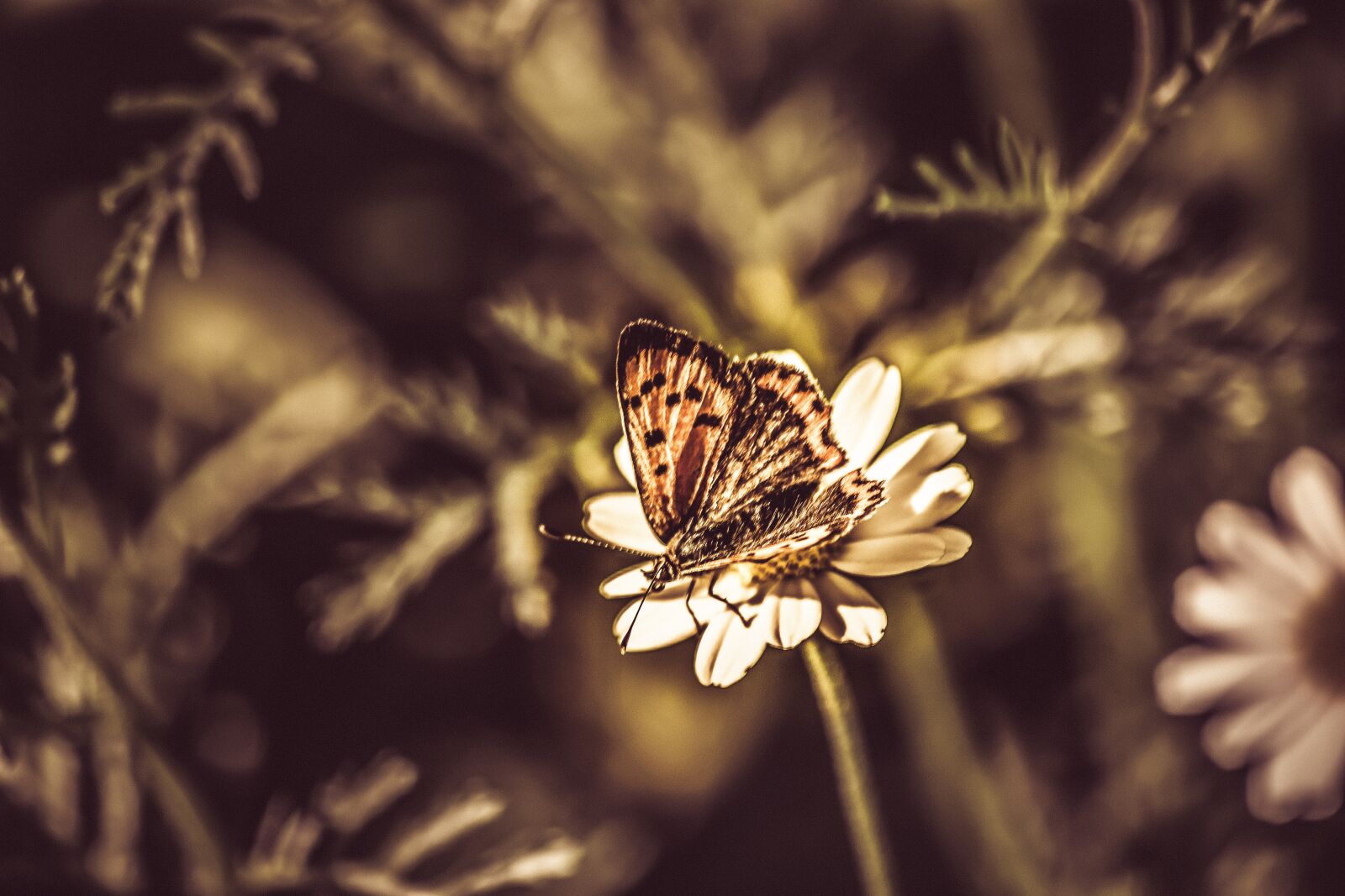 Nikon D3300 sample photo. Butterfly, nature, summer photography