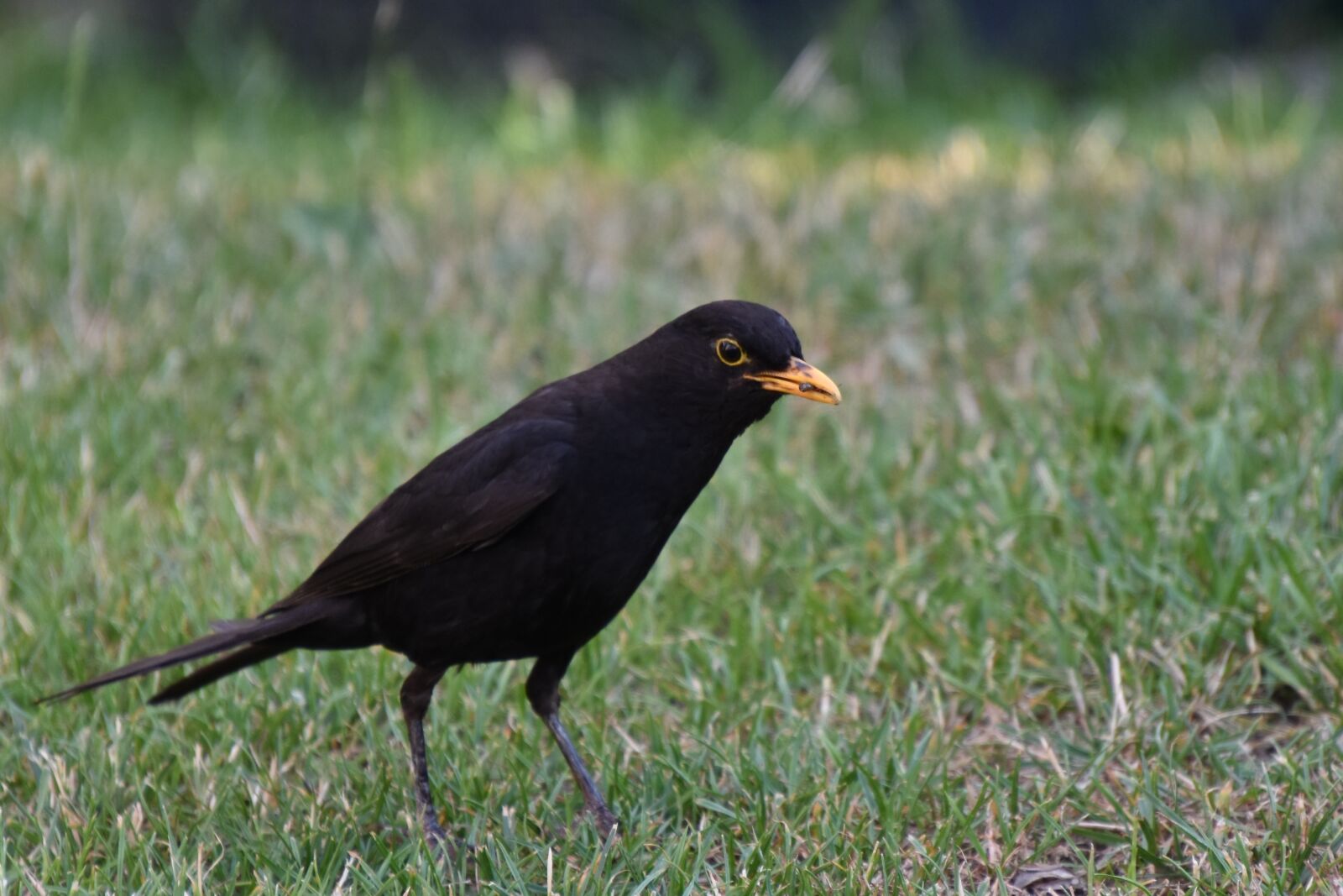 Nikon D3400 sample photo. Blackbird, male, bill photography