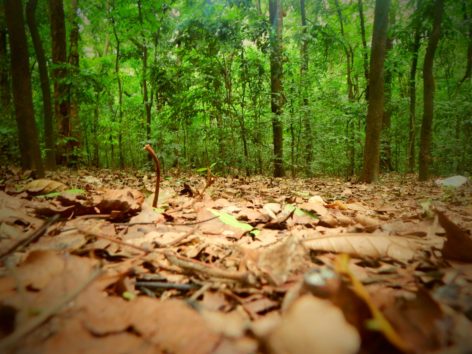 Nikon Coolpix L830 sample photo. Forest photography