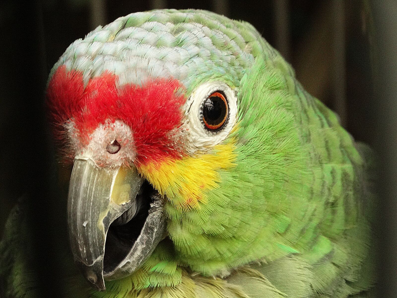 Sony Cyber-shot DSC-HX300 sample photo. Parrot, bird, exotic photography