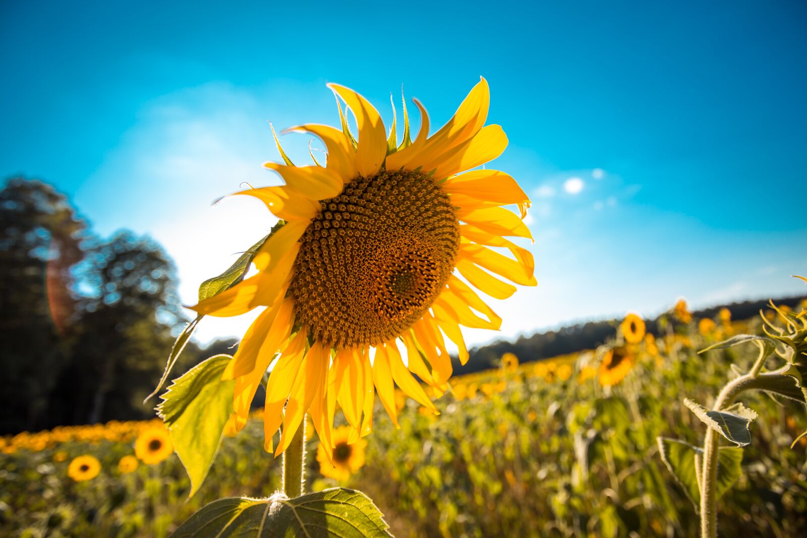 Canon EOS 6D + Canon EF 17-40mm F4L USM sample photo. Sunflower, field of sunflowers photography