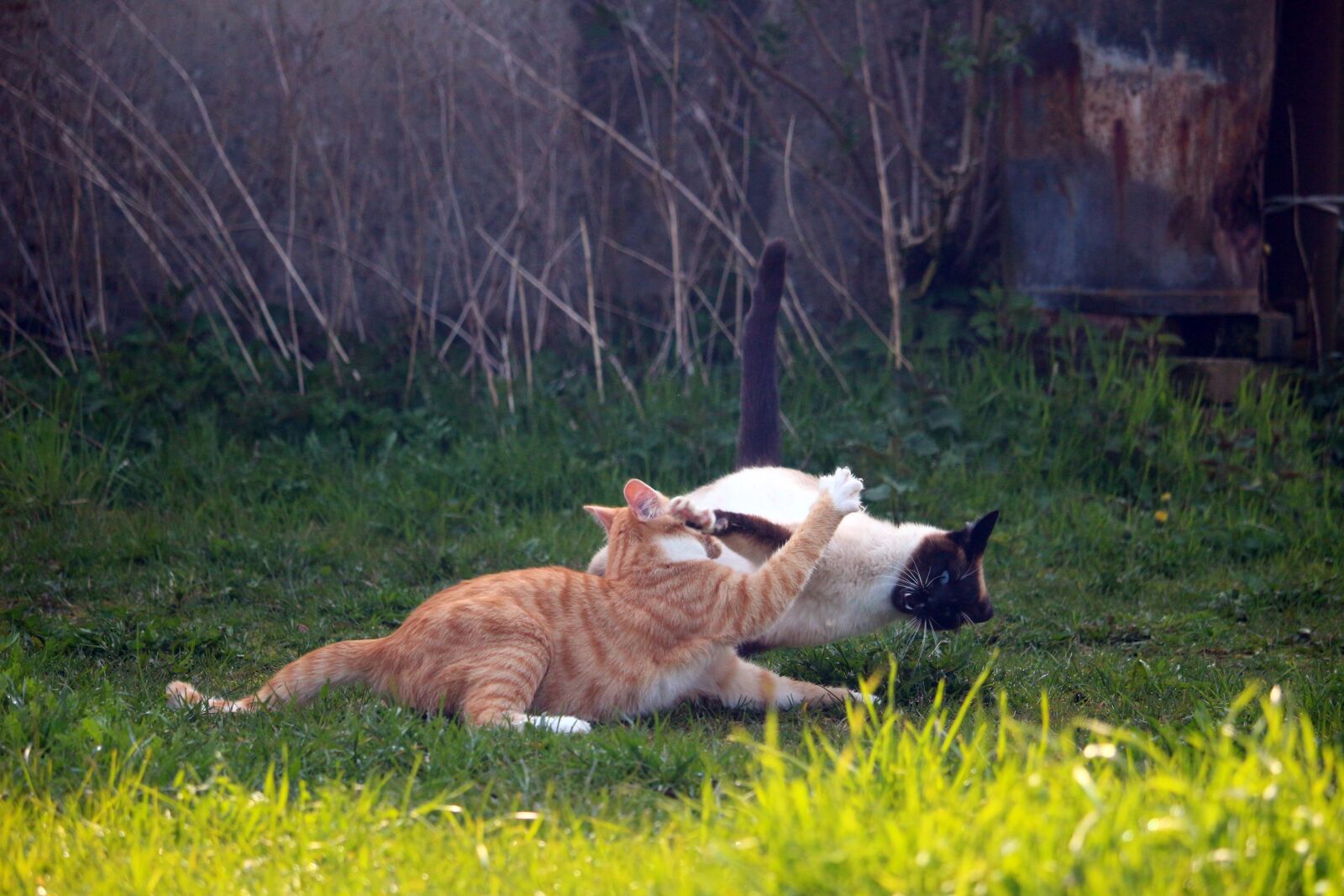 Canon EOS 100D (EOS Rebel SL1 / EOS Kiss X7) sample photo. Cat, kitten, mieze photography
