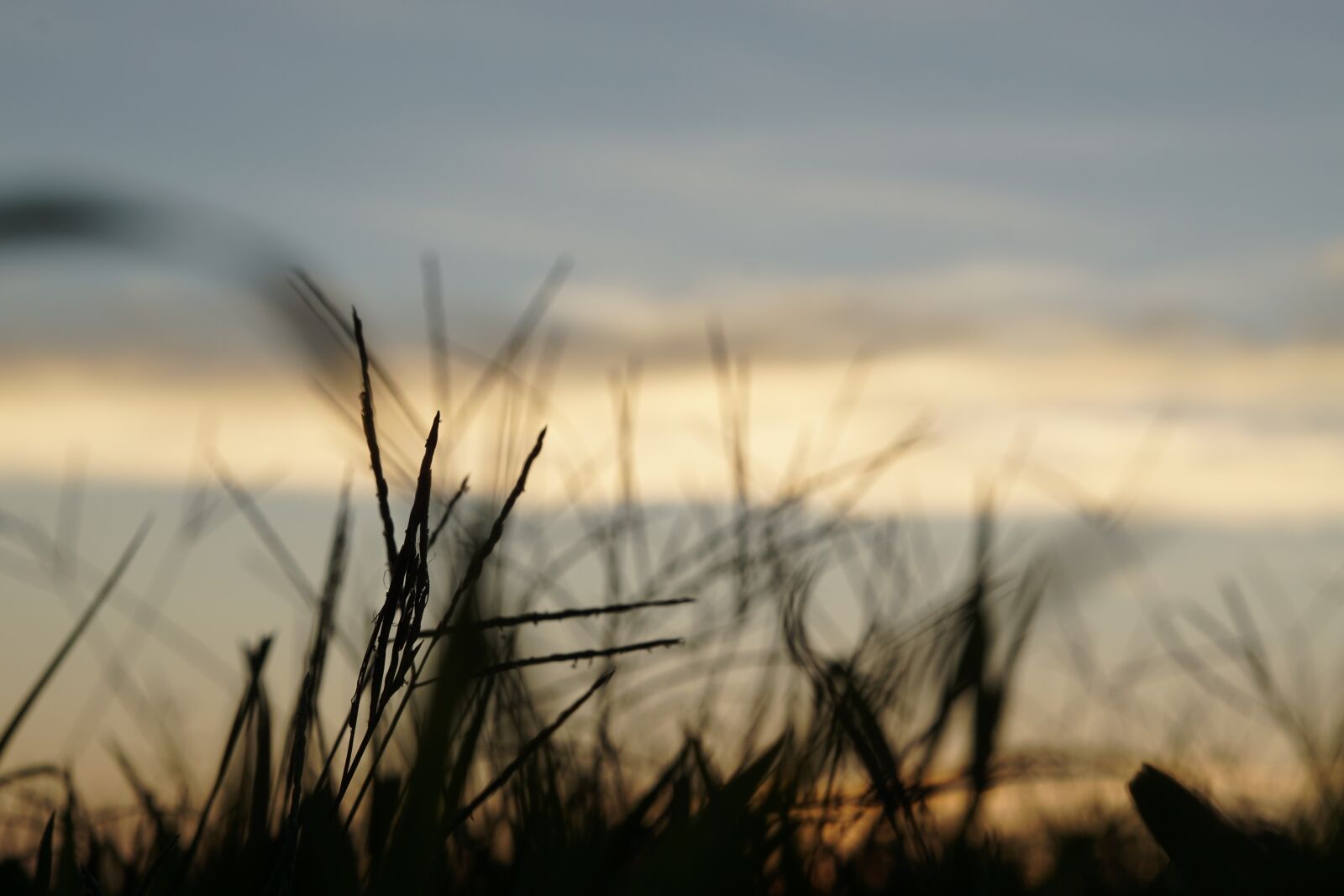 Sony FE 50mm F1.8 sample photo. Grass, field, nature photography