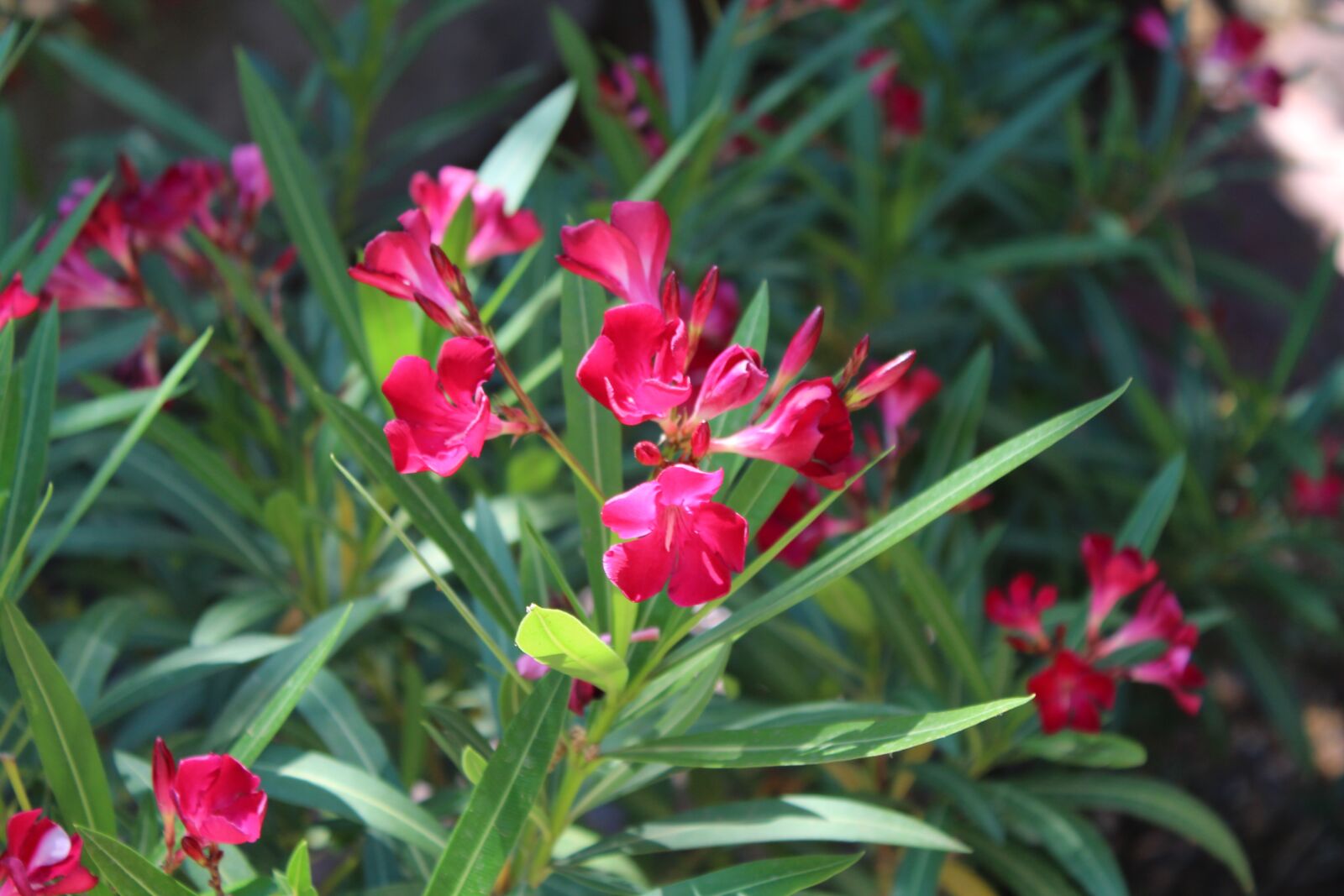 Canon EOS 1300D (EOS Rebel T6 / EOS Kiss X80) sample photo. Flower, spring, flowers photography