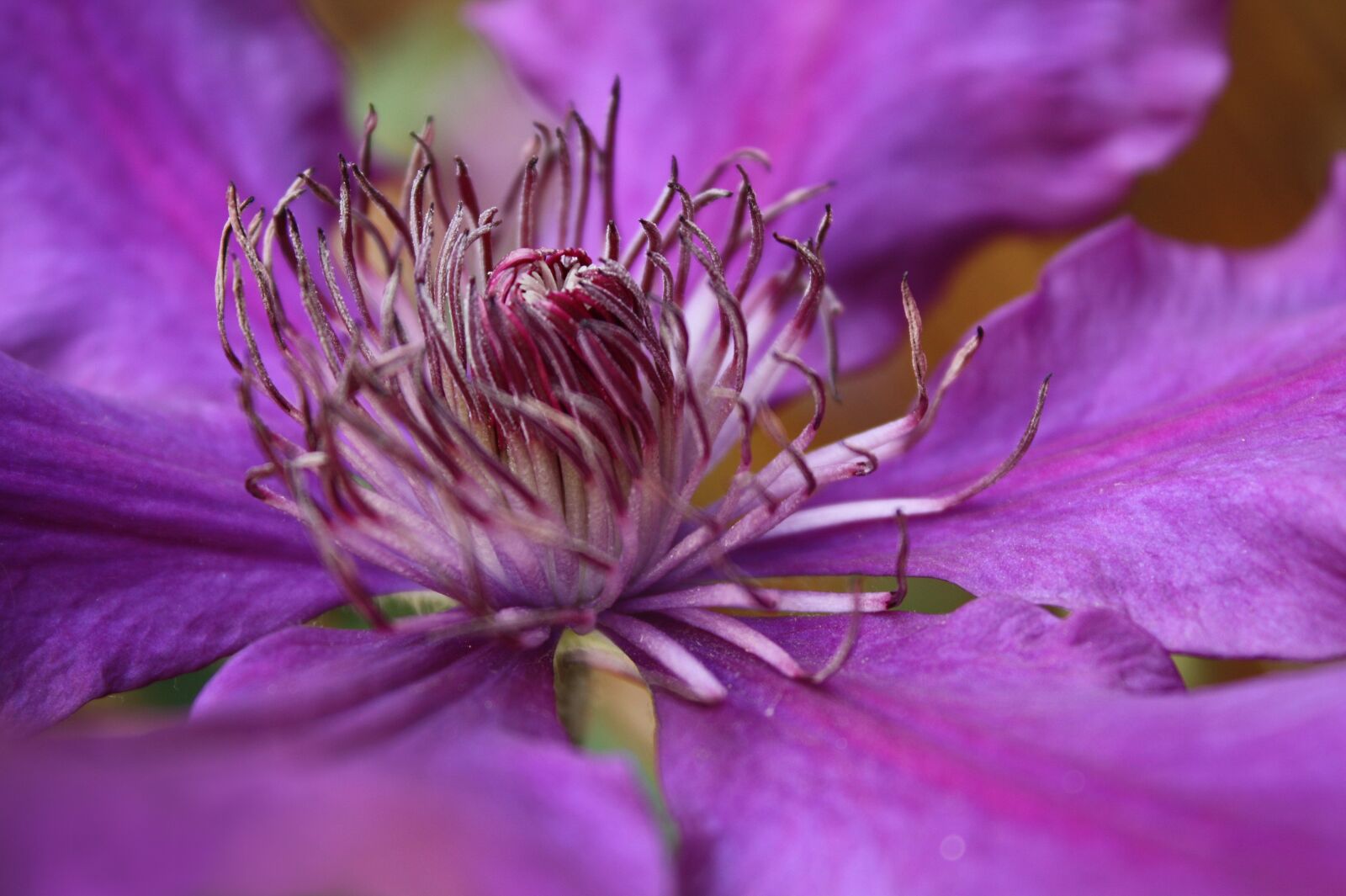 Canon EOS 450D (EOS Rebel XSi / EOS Kiss X2) sample photo. Clematis, blossom, bloom photography