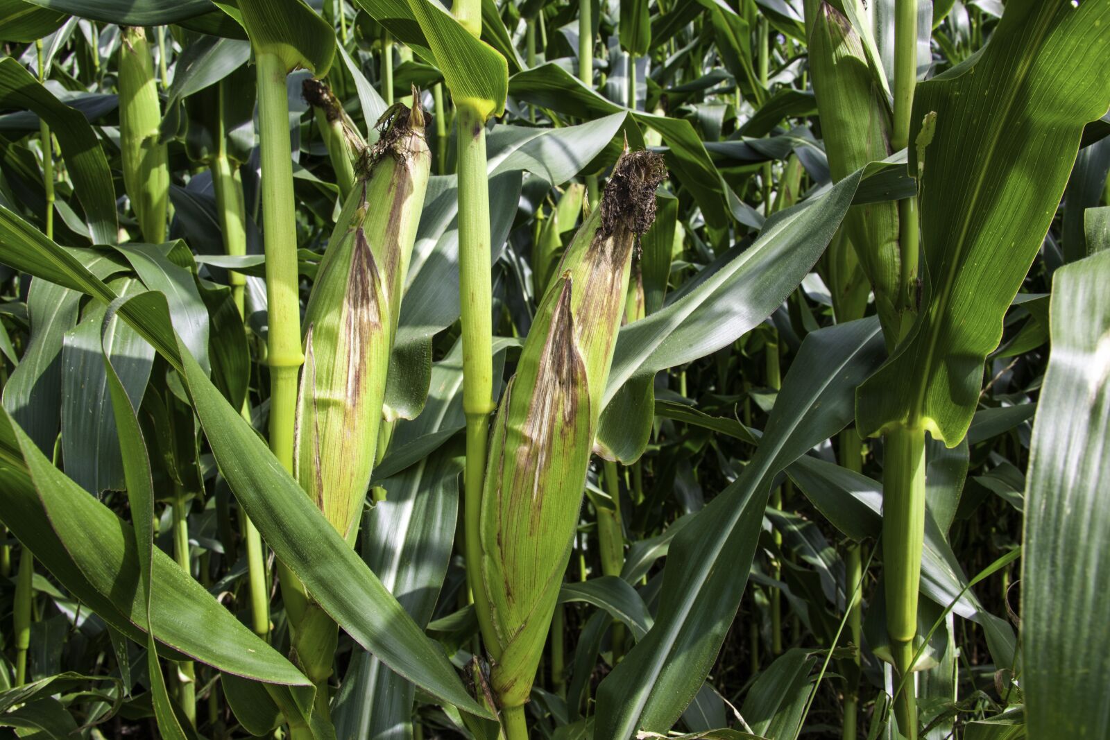 Canon EOS 5D Mark II + Canon EF 28-300mm F3.5-5.6L IS USM sample photo. Field, farm, agriculture photography