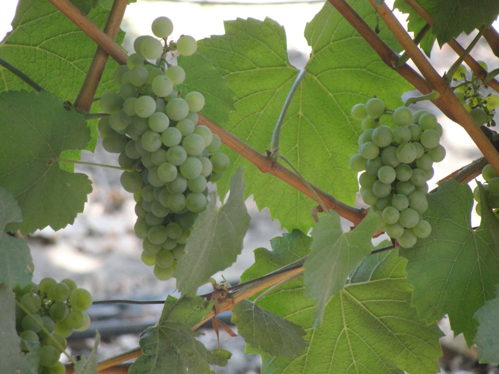 Sony Cyber-shot DSC-H20 sample photo. Green grape, vine, grapes photography