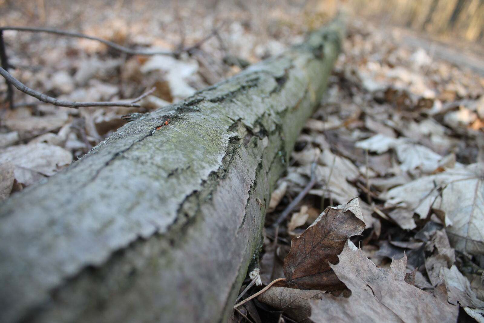 Canon EOS 1100D (EOS Rebel T3 / EOS Kiss X50) sample photo. Leaves, wood photography