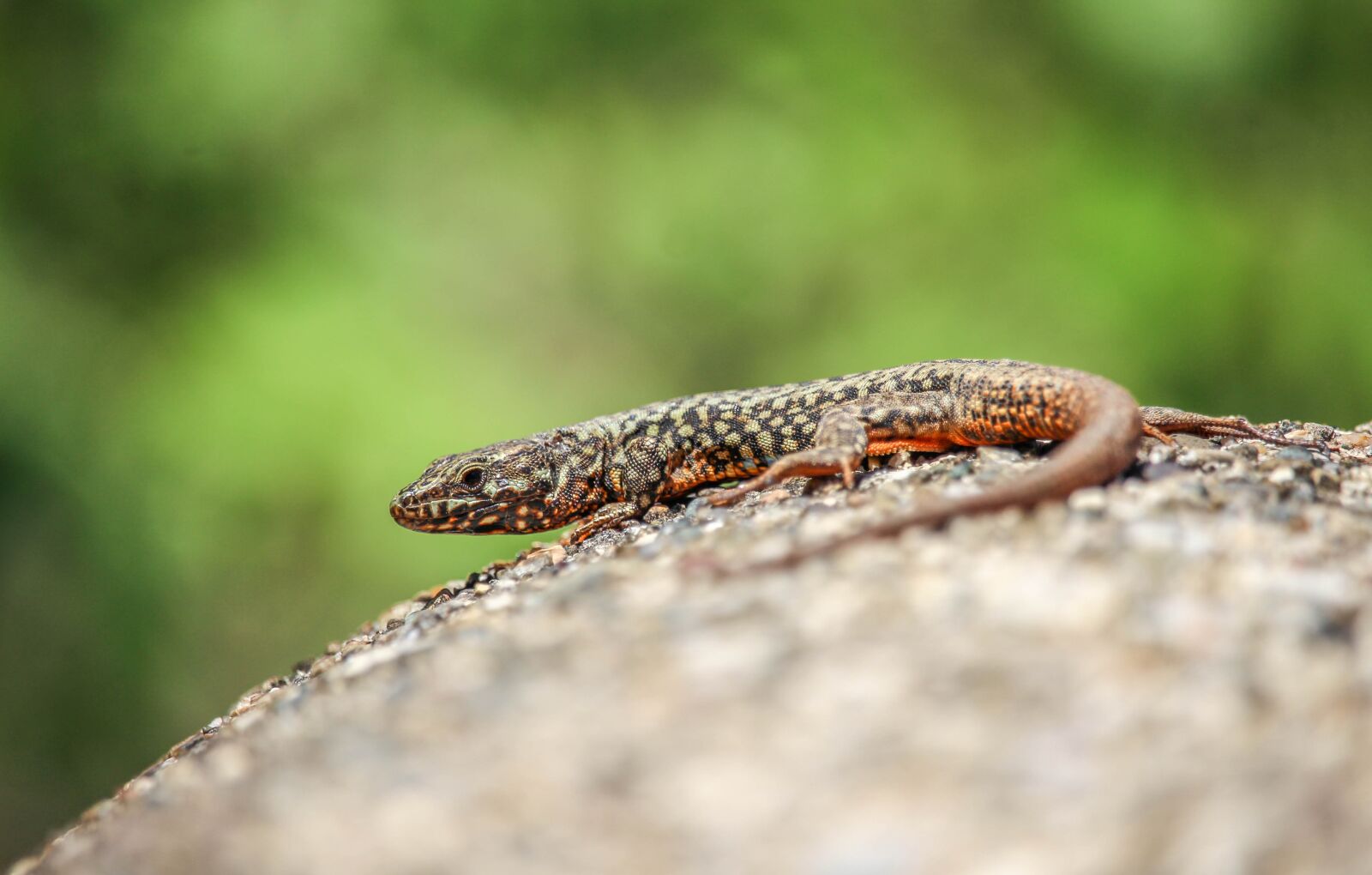Canon EOS 700D (EOS Rebel T5i / EOS Kiss X7i) sample photo. Nature, wildlife, outdoors photography