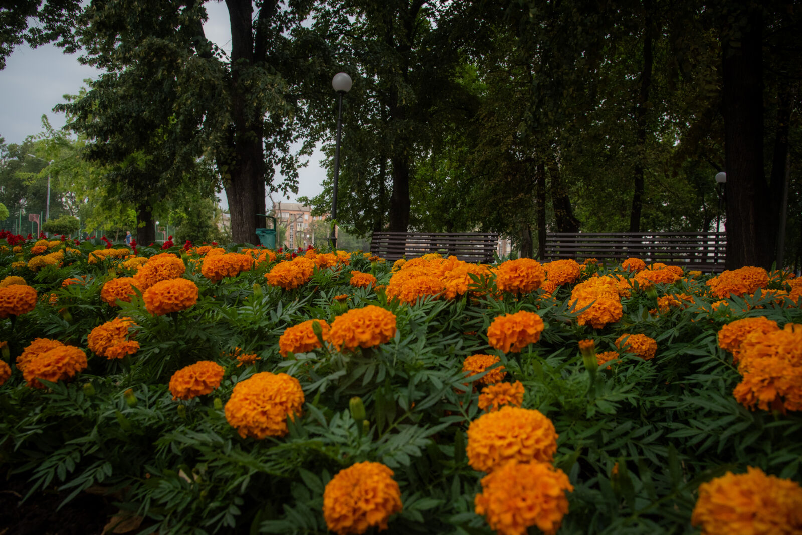 Nikon D750 sample photo
