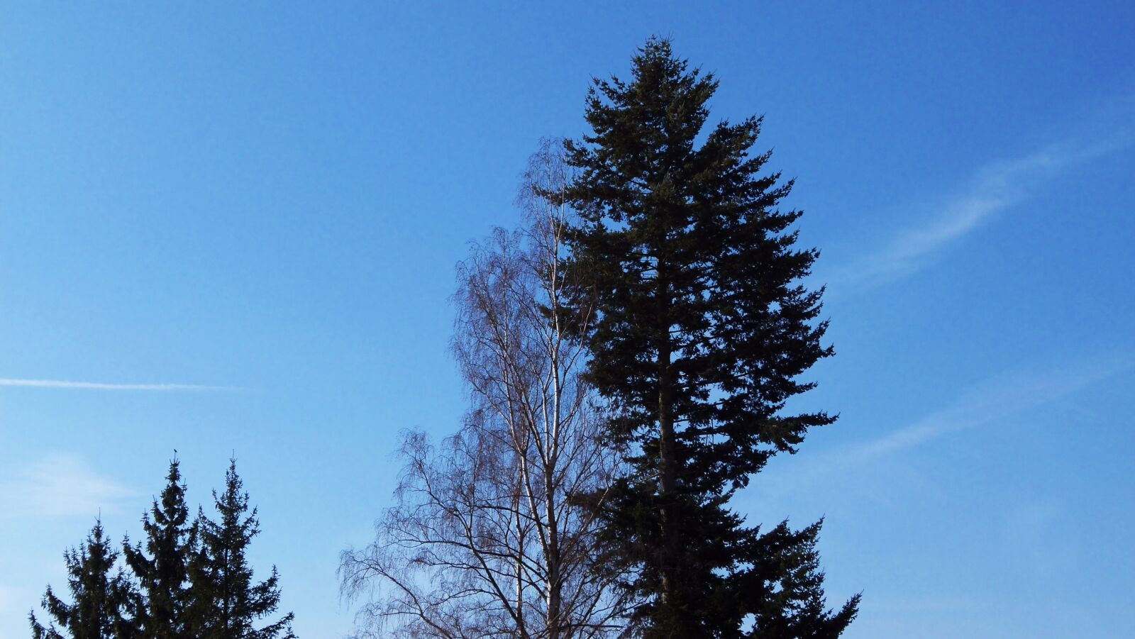 Panasonic Lumix DMC-FZ100 sample photo. Tree, sky, blue photography