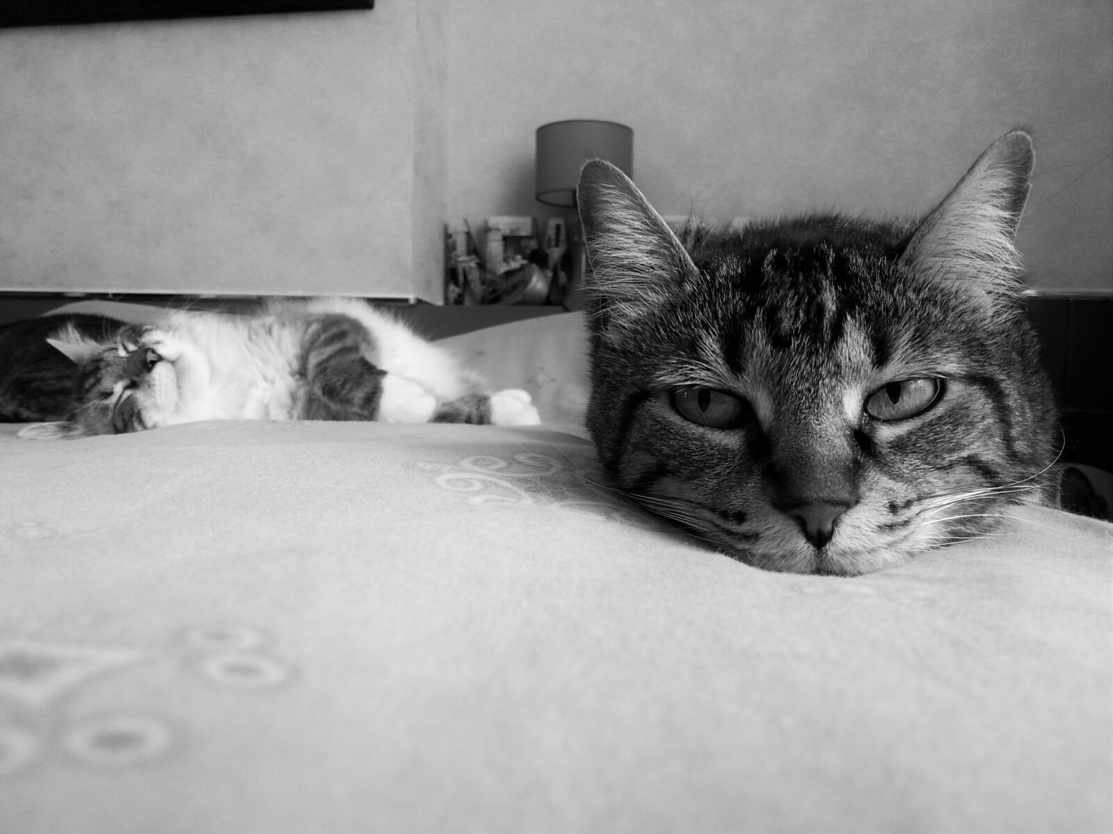 Samsung Galaxy S3 sample photo. Cat eyes, animals, pets photography