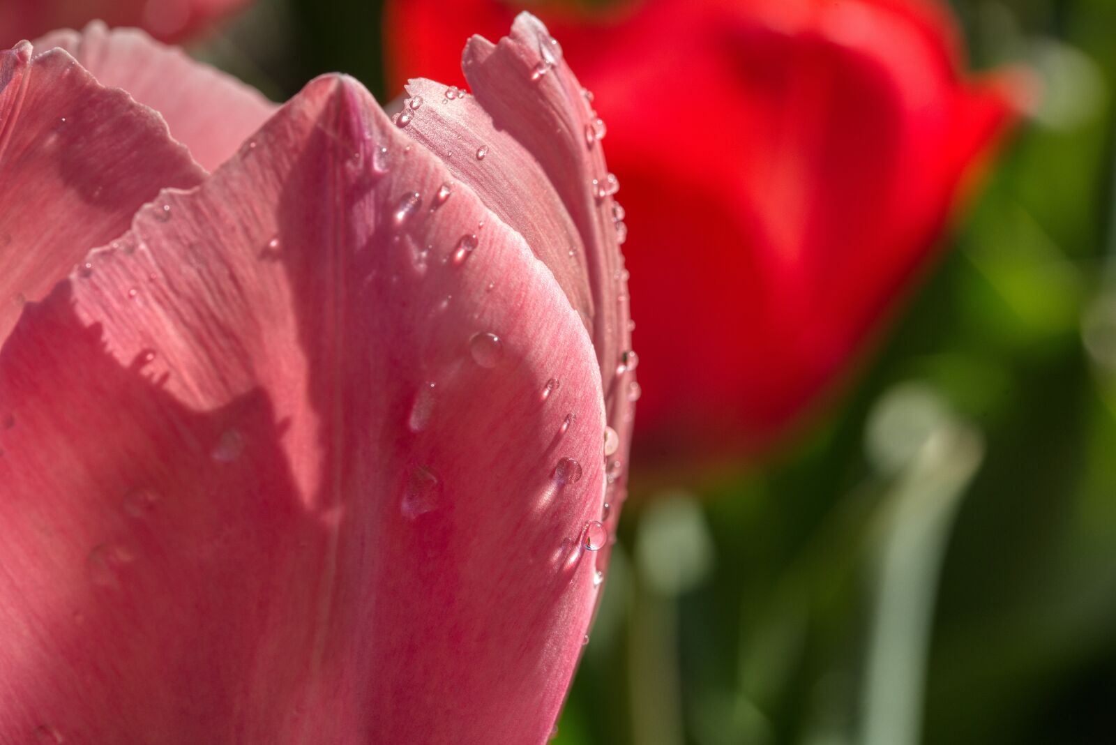 Nikon D750 sample photo. Tulips, flowers, blossom photography